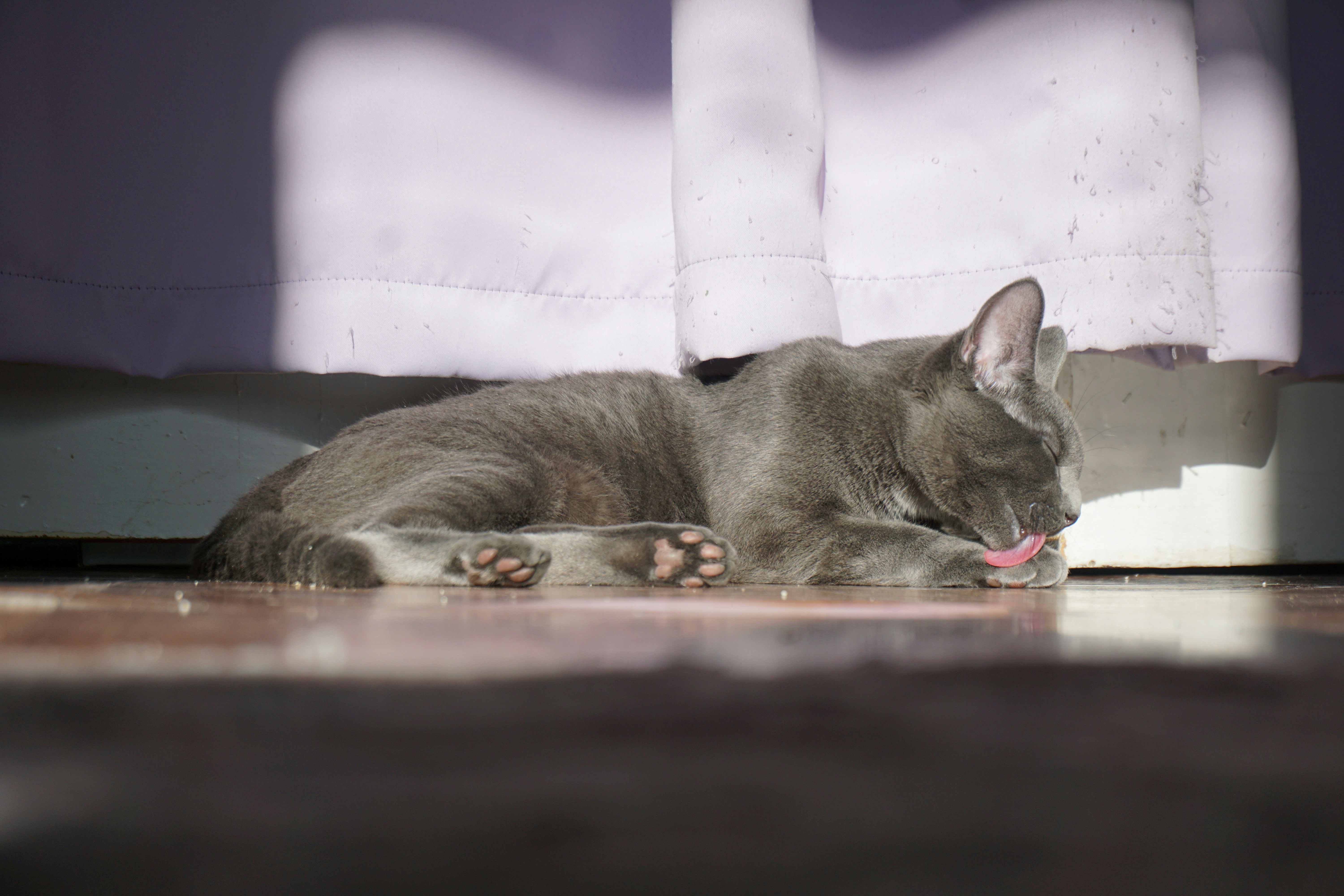 A gray kitten grooms itself by a window.