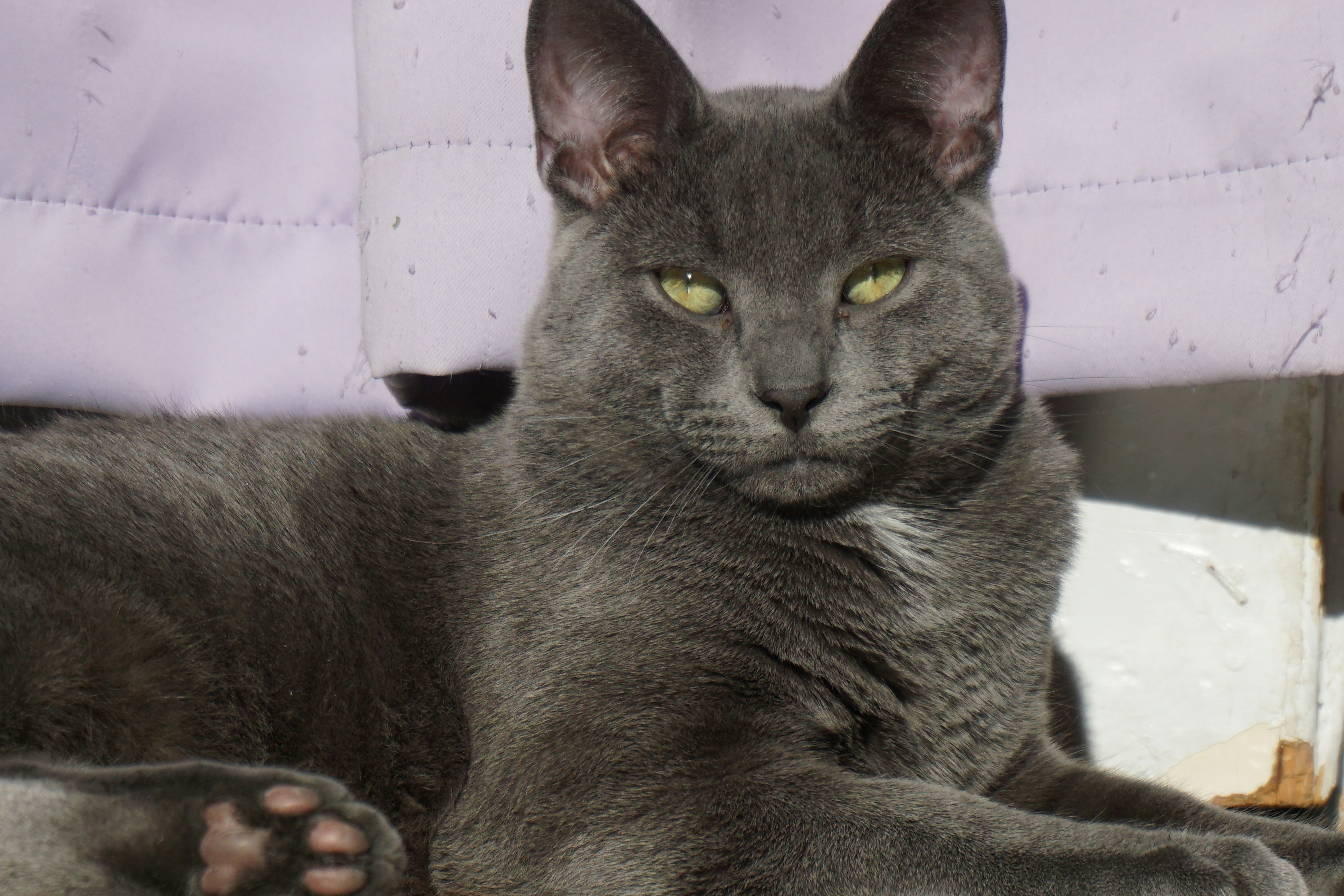 A serious gray cat with green eyes lies down.