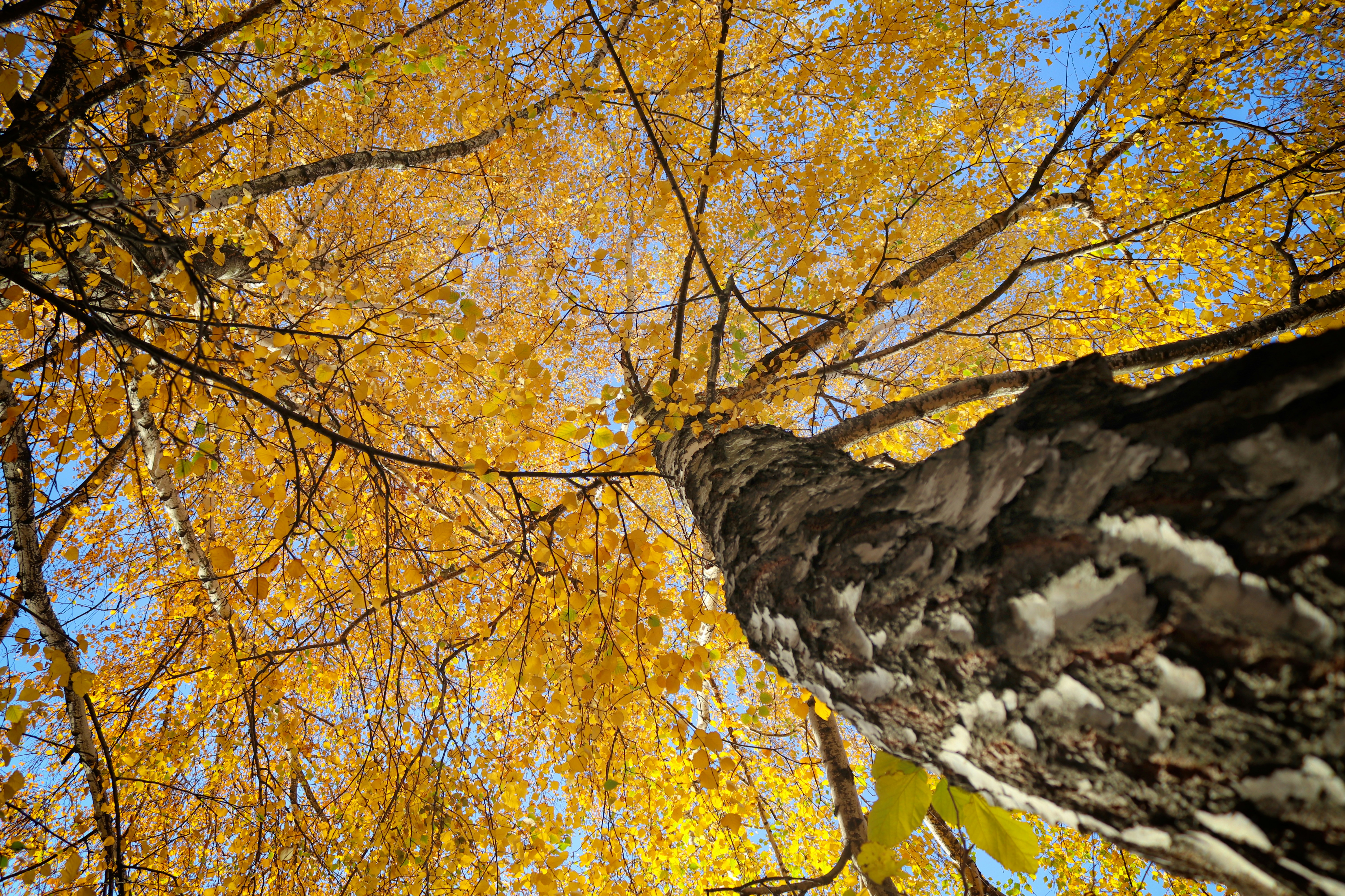 Olhando para cima através dos galhos dourados de árvores de outono