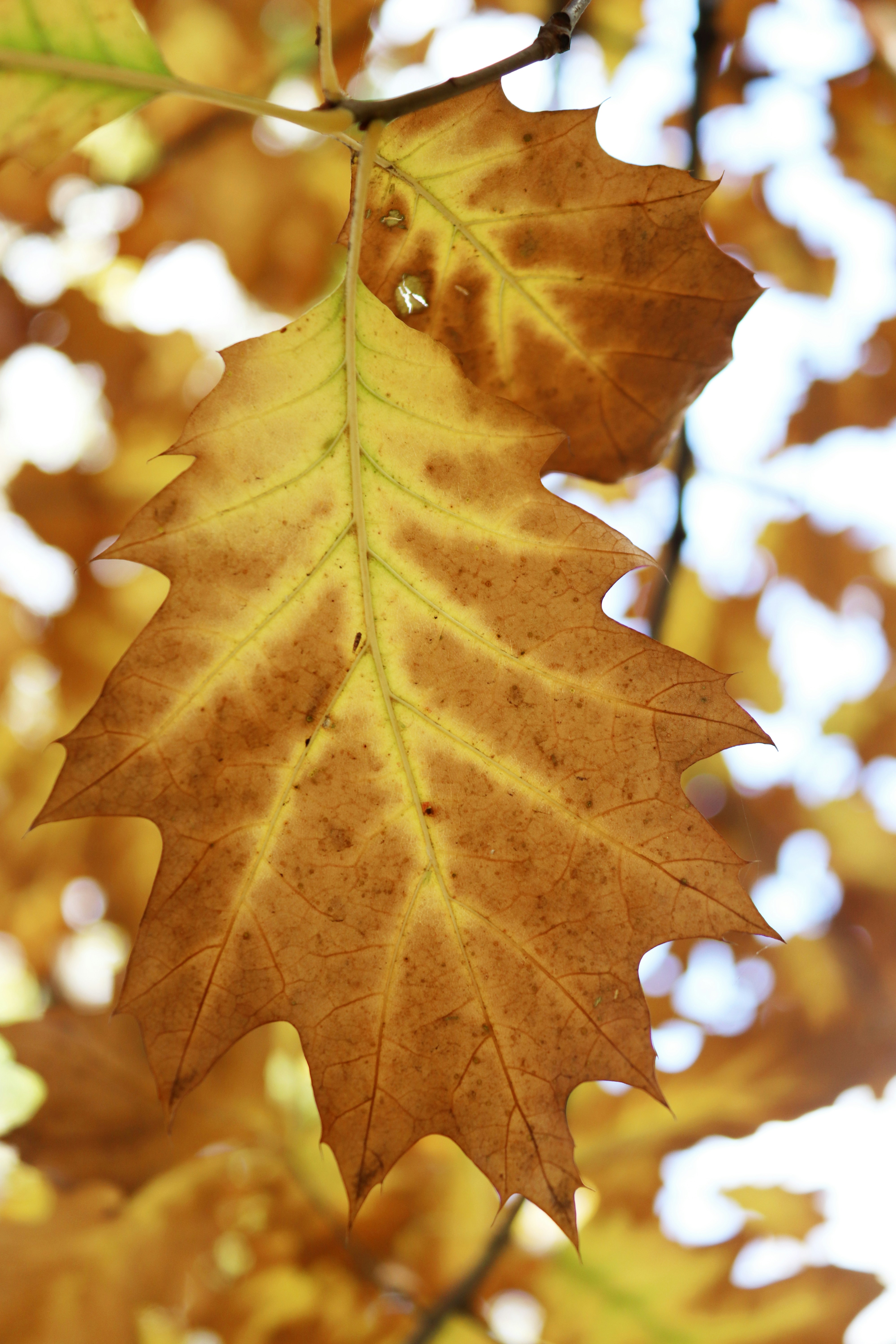 Close-up de uma folha de carvalho marrom e amarela no outono.