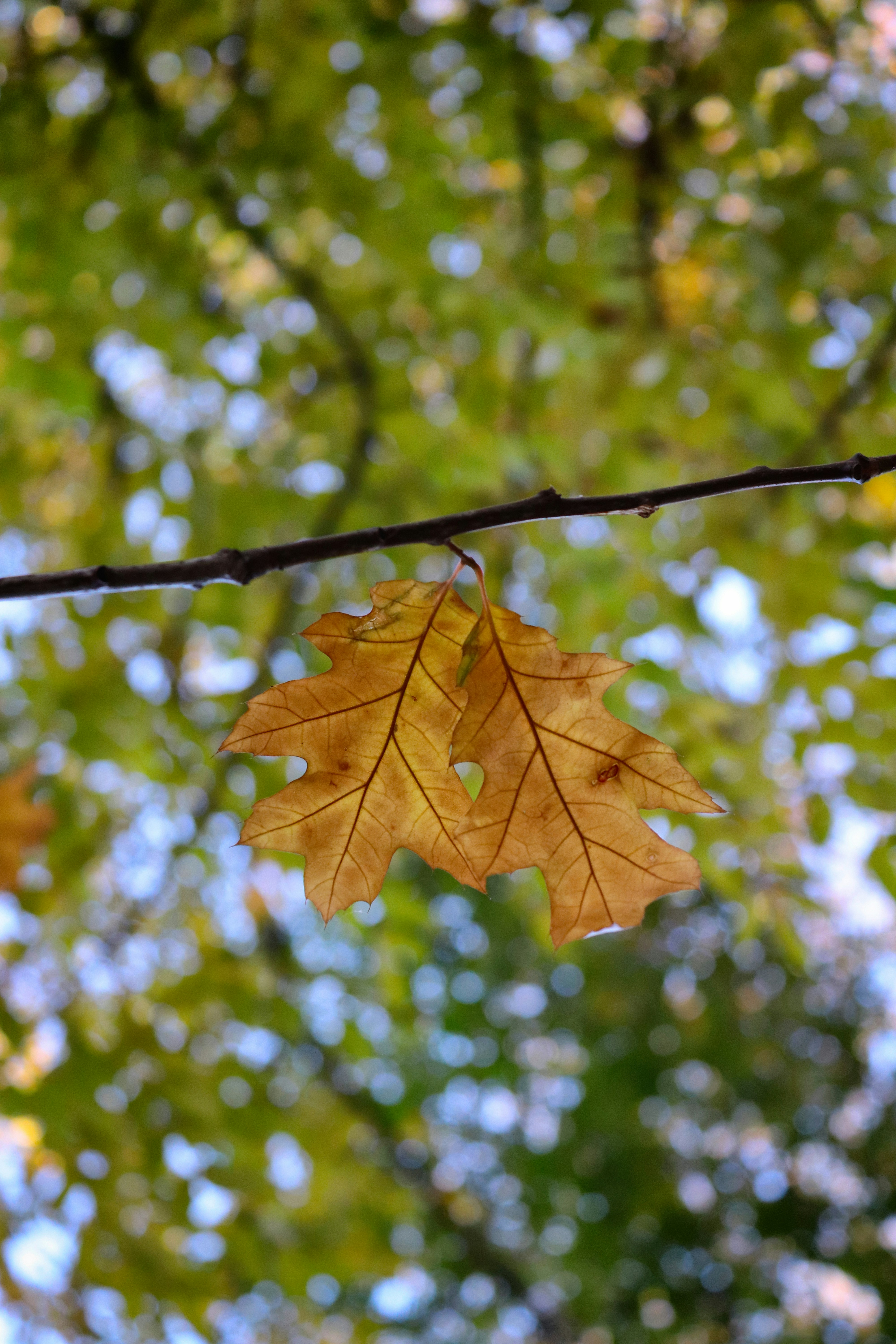 Uma única folha amarela de carvalho pendura de um galho.