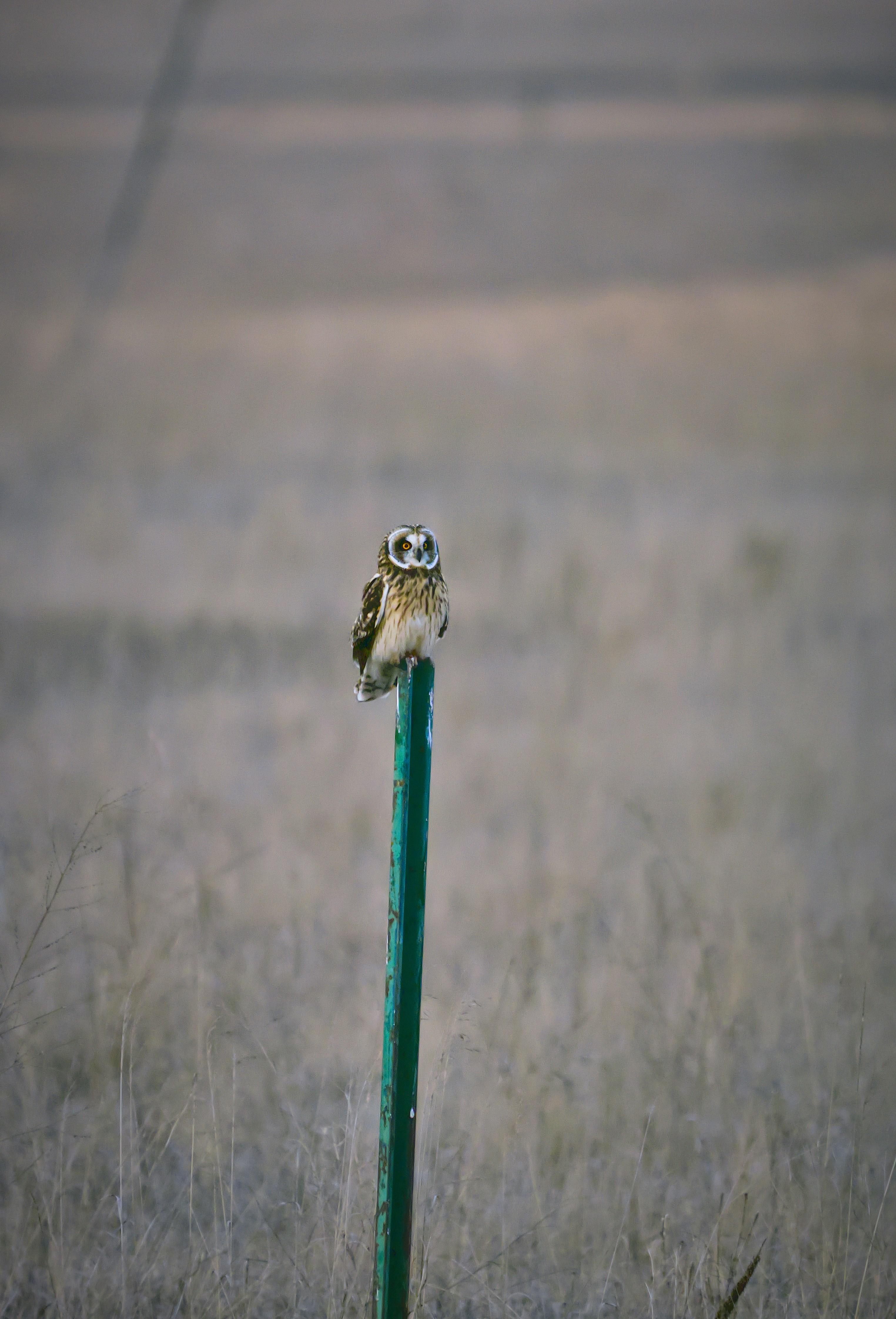A small owl perched on a green post.