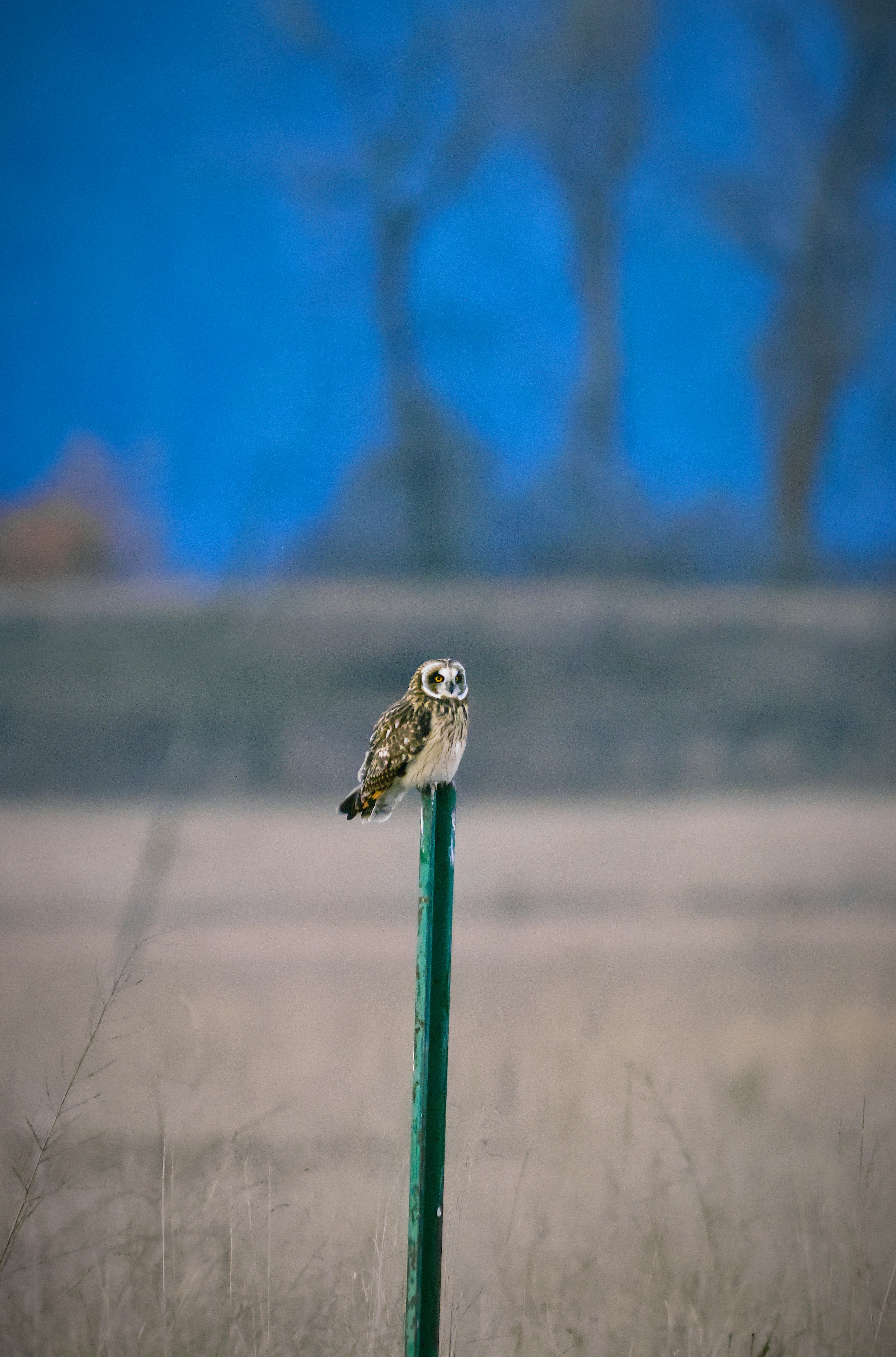 A small owl perches on a green post.
