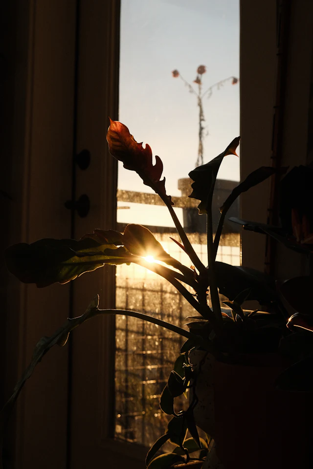 Luz del sol atravesando una planta cerca de la ventana