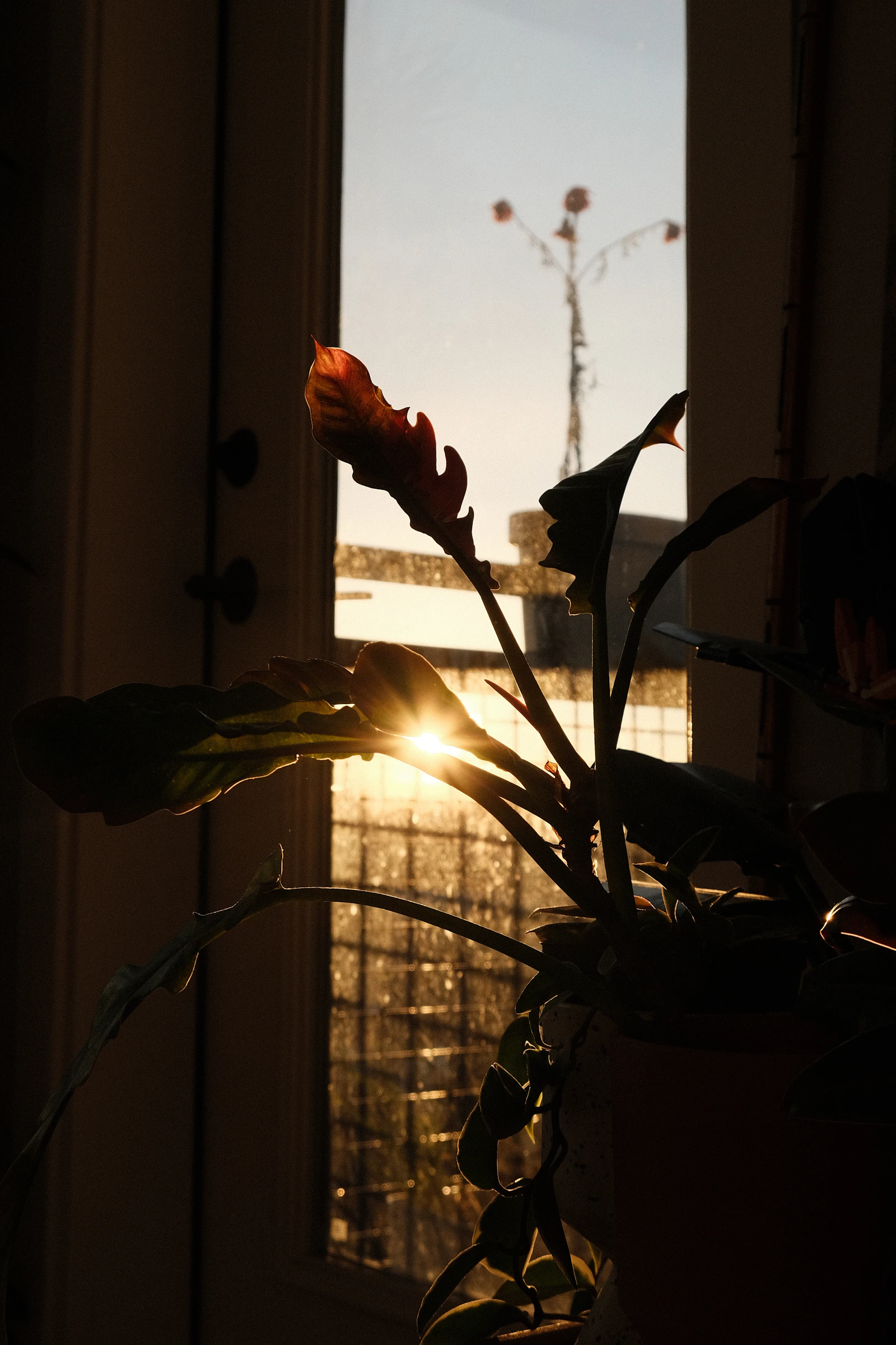 Warmes Morgenlicht fällt durch ein Fenster auf eine Zimmerpflanze als Symbol für einen ruhigen rauchfreien Start