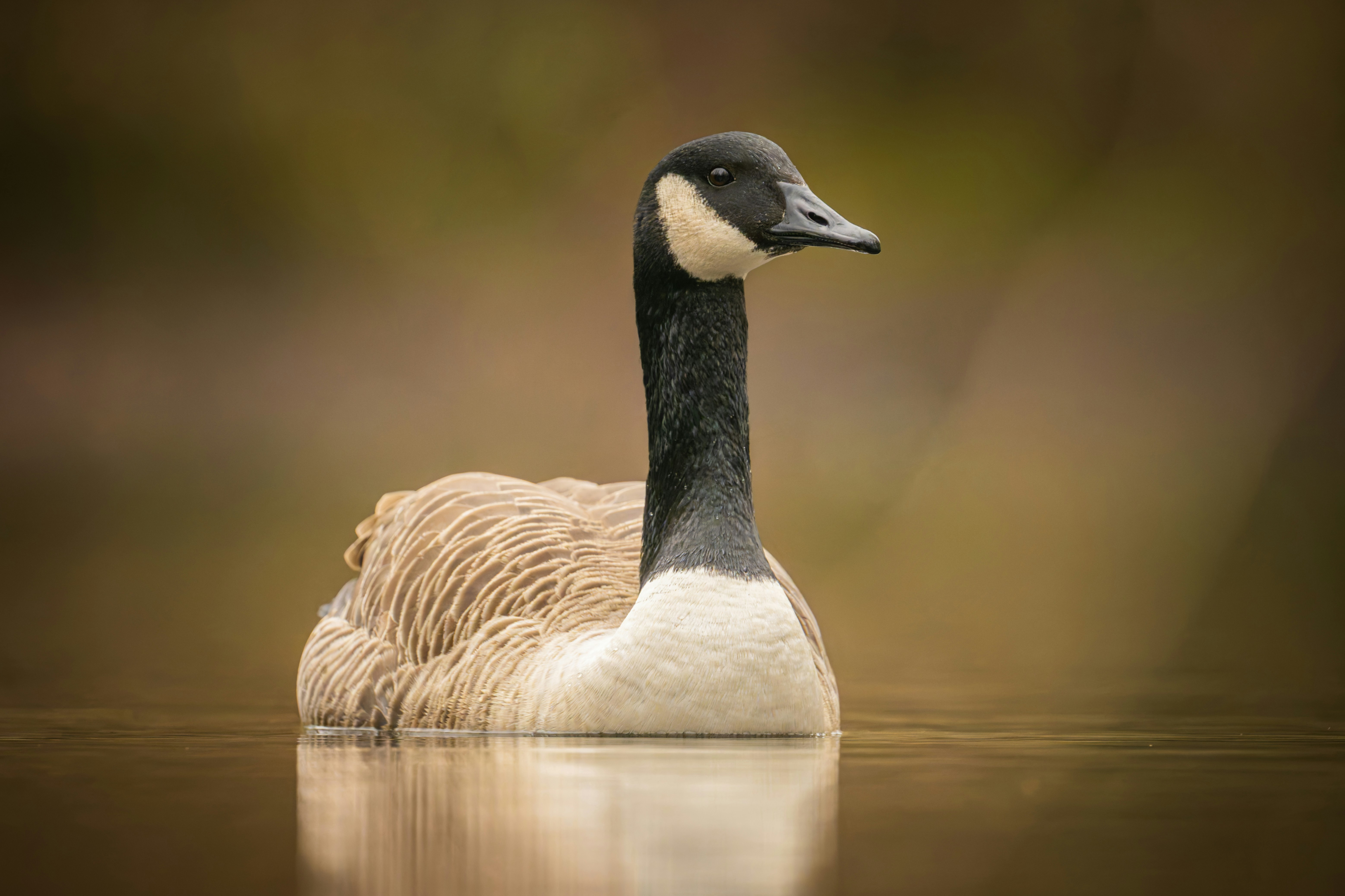 Un ganso canadiense flota en aguas tranquilas