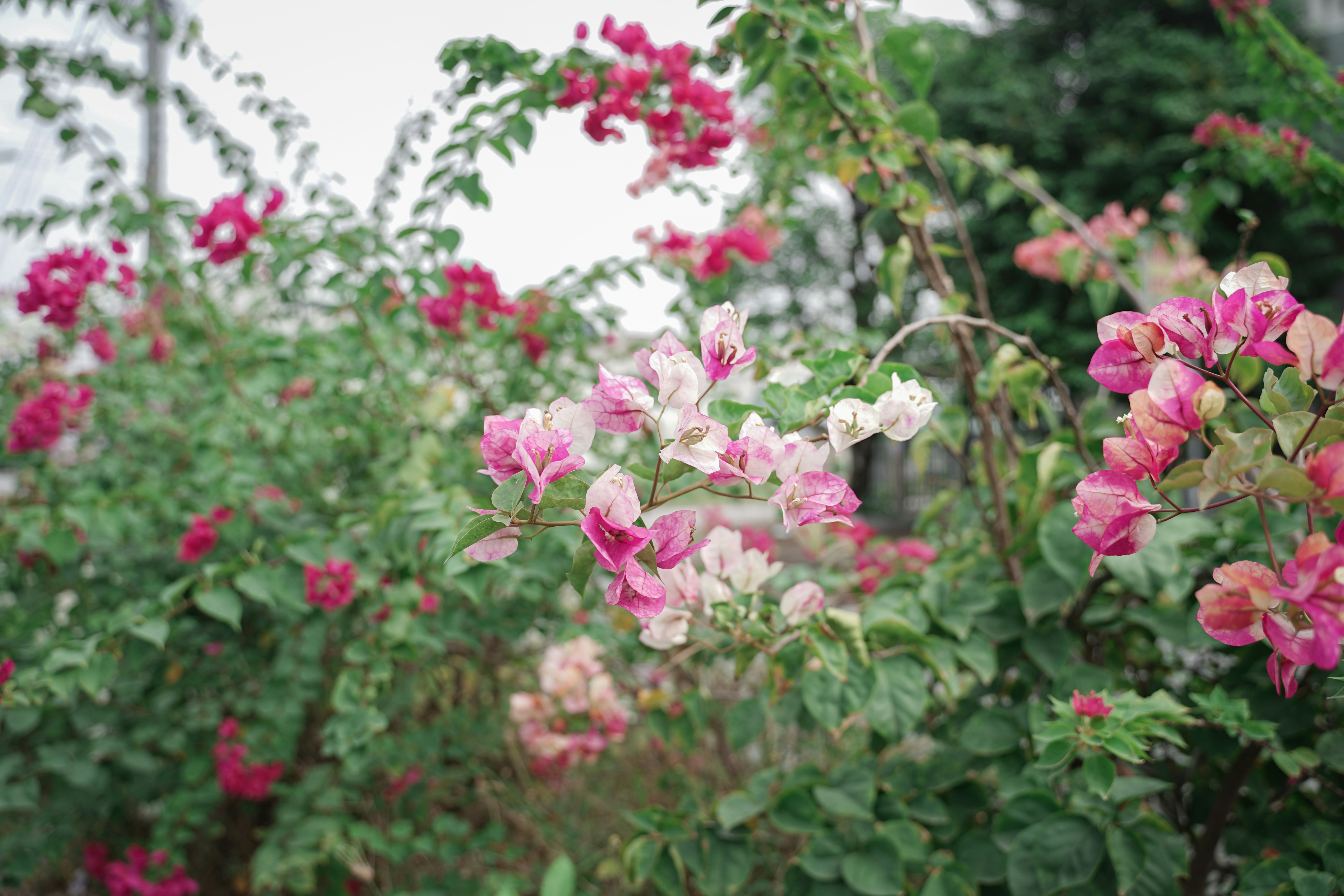 ピンクや赤のブーゲンビリアの花が緑の茂みに咲きます