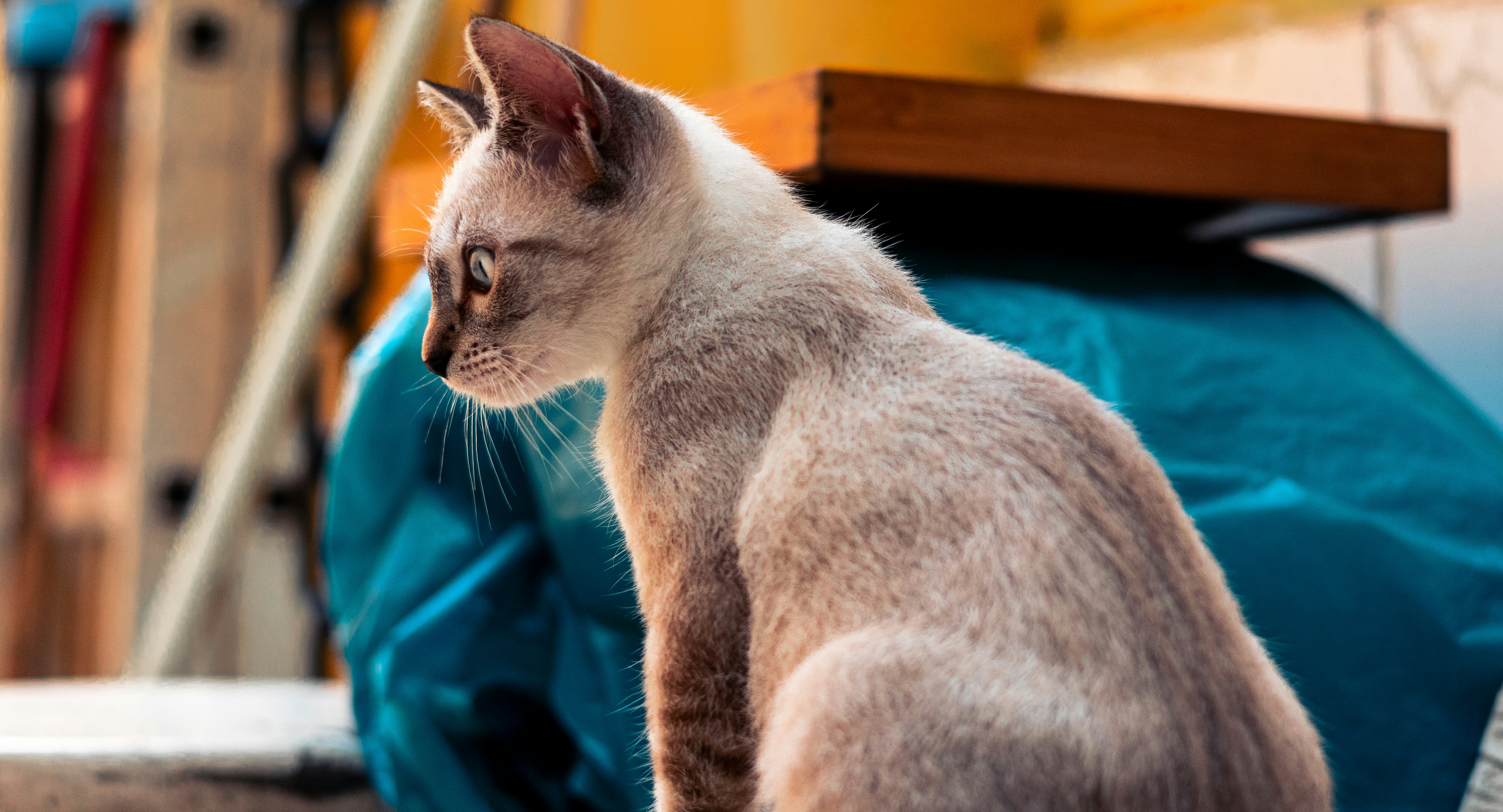 Domestic Shorthair γάτα