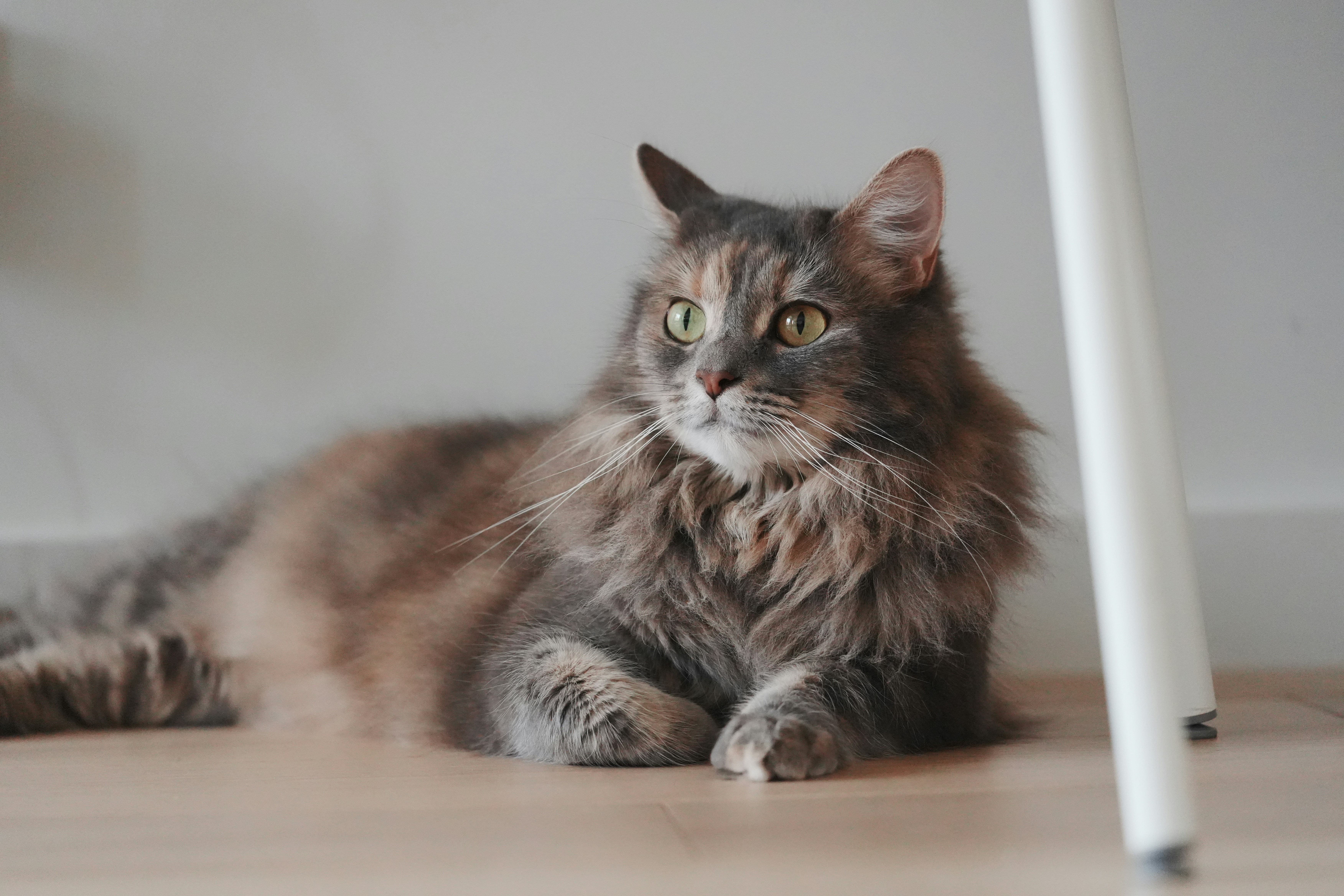 Un gatto dal pelo lungo riposa su un pavimento di legno.