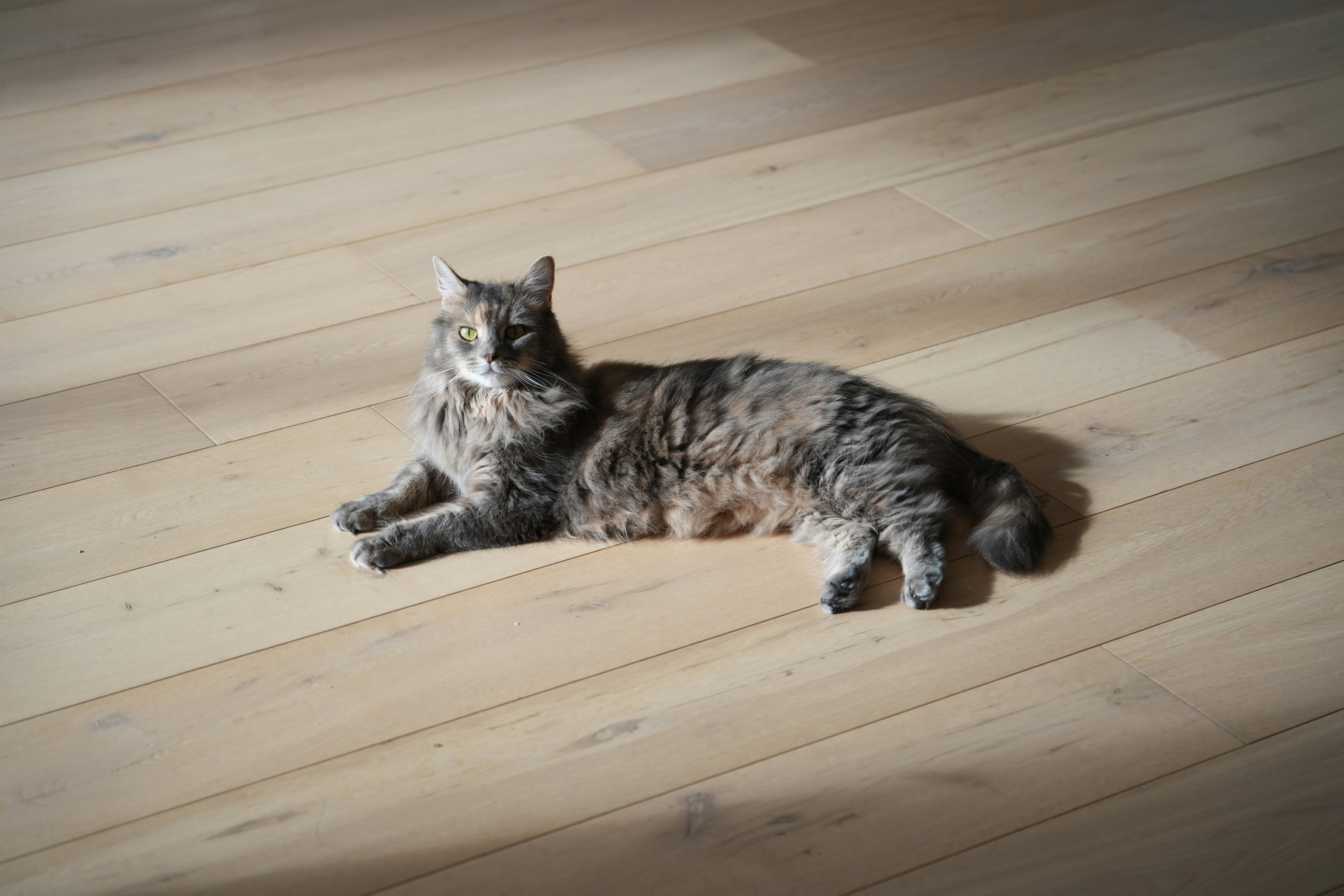 Un gatto dal pelo lungo giace su un pavimento di legno.