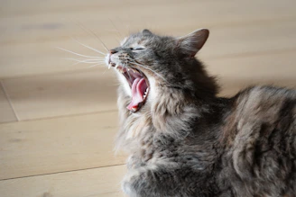 A fluffy grey cat yawns widely on a wooden floor.