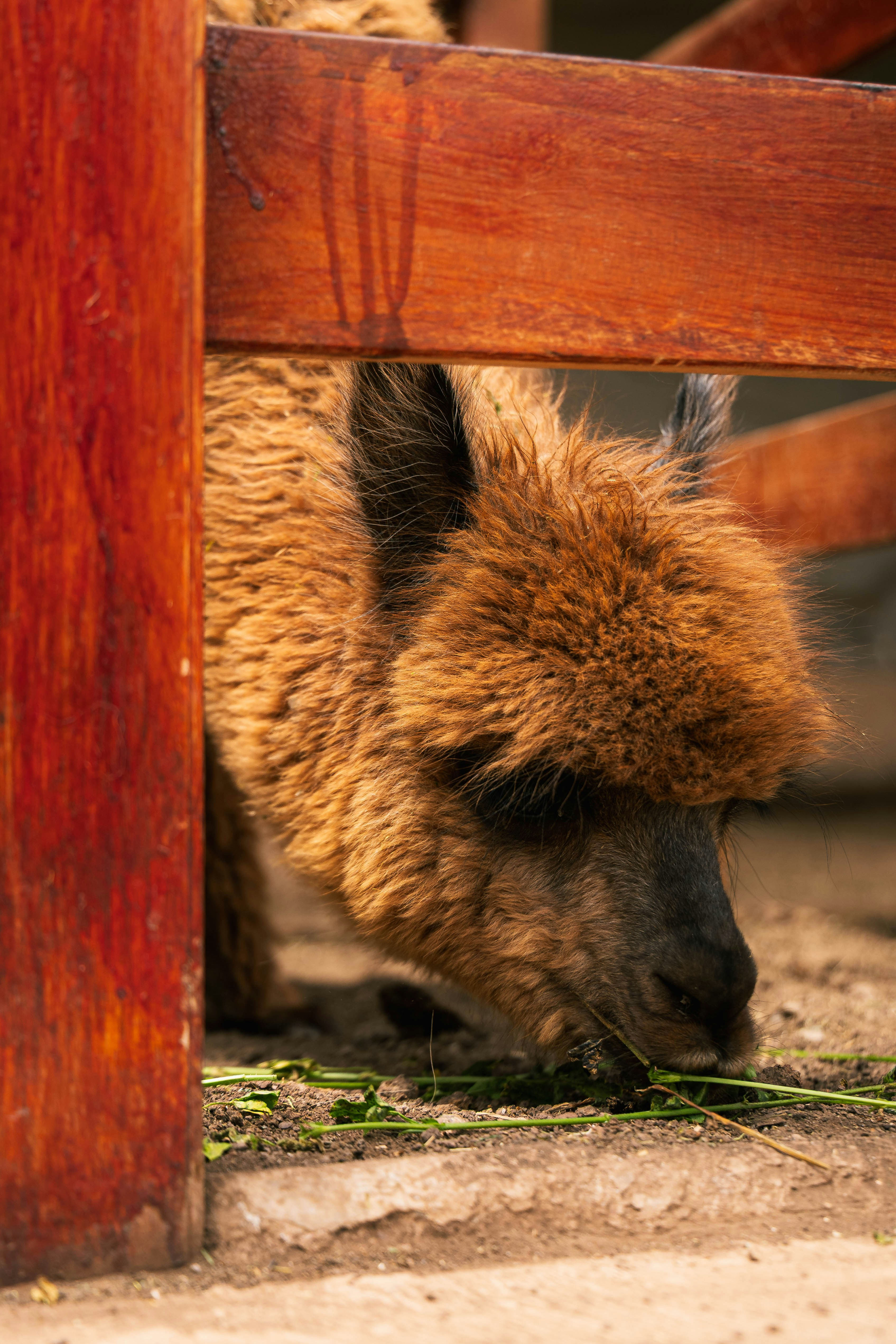 A brown alpaca eats grass behind a wooden fence.