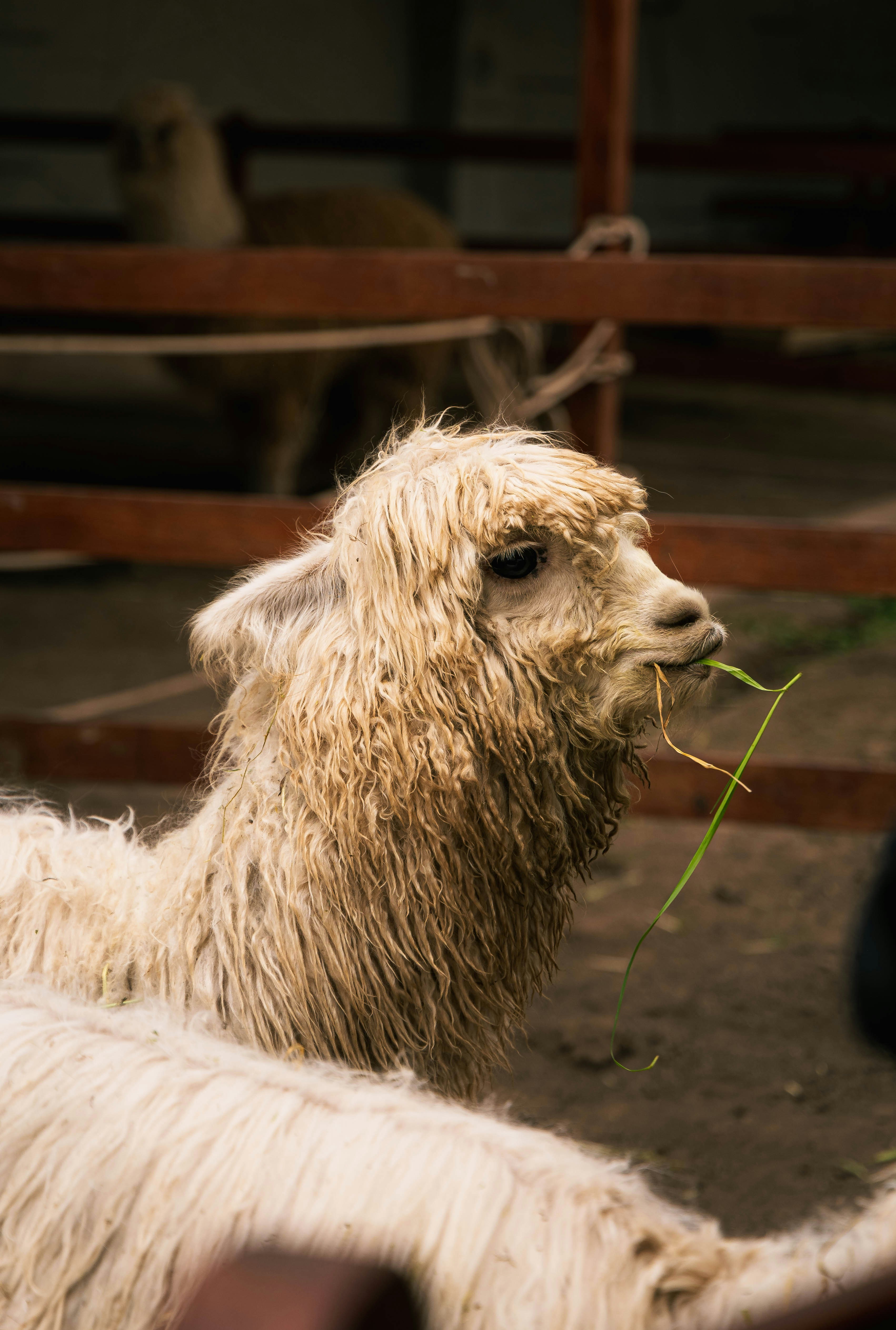 A fluffy alpaca eating grass in a pen.