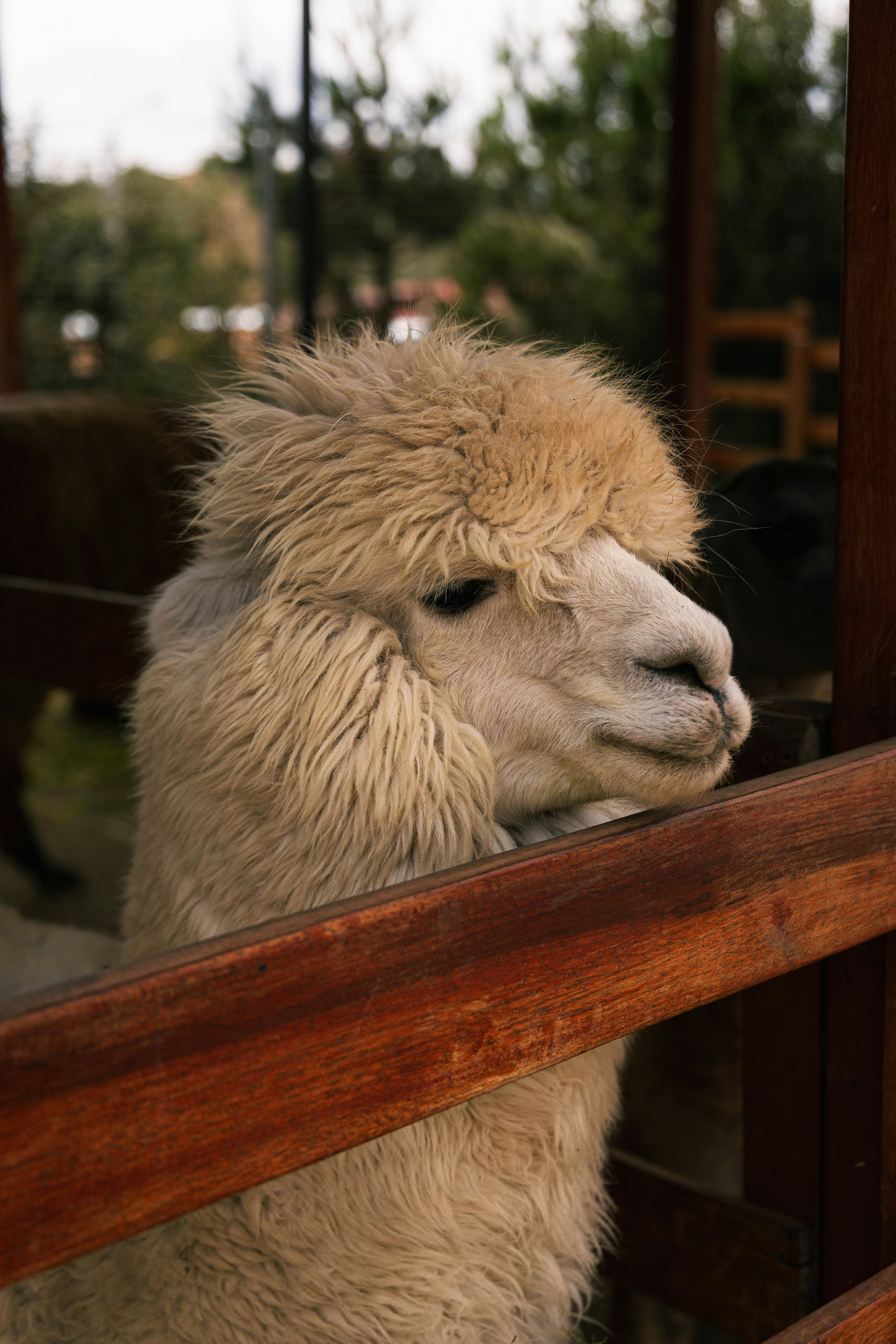 Close-up of a fluffy alpaca with a wooden fence.