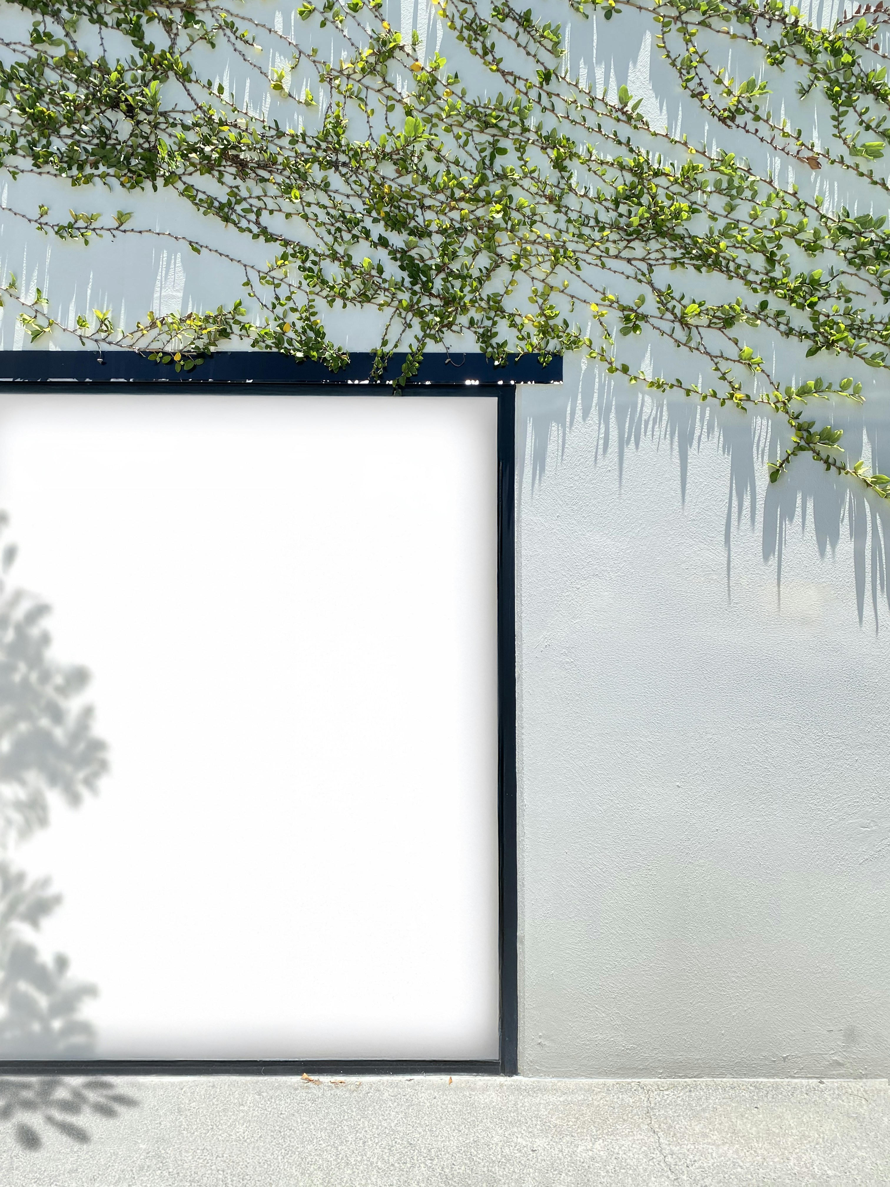 Weißes, leeres Schild an einer strukturierten Wand mit Ranken