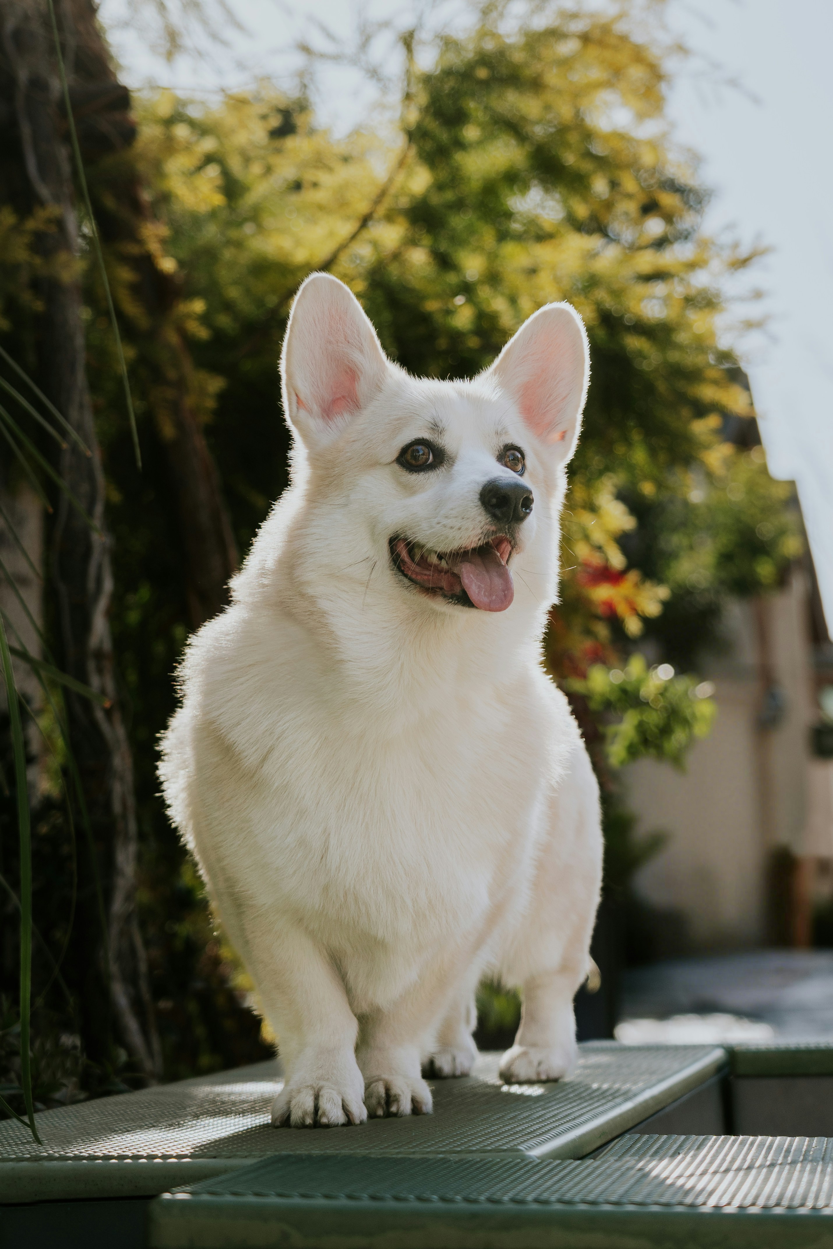 A white corgi dog sits outdoors with its tongue out.