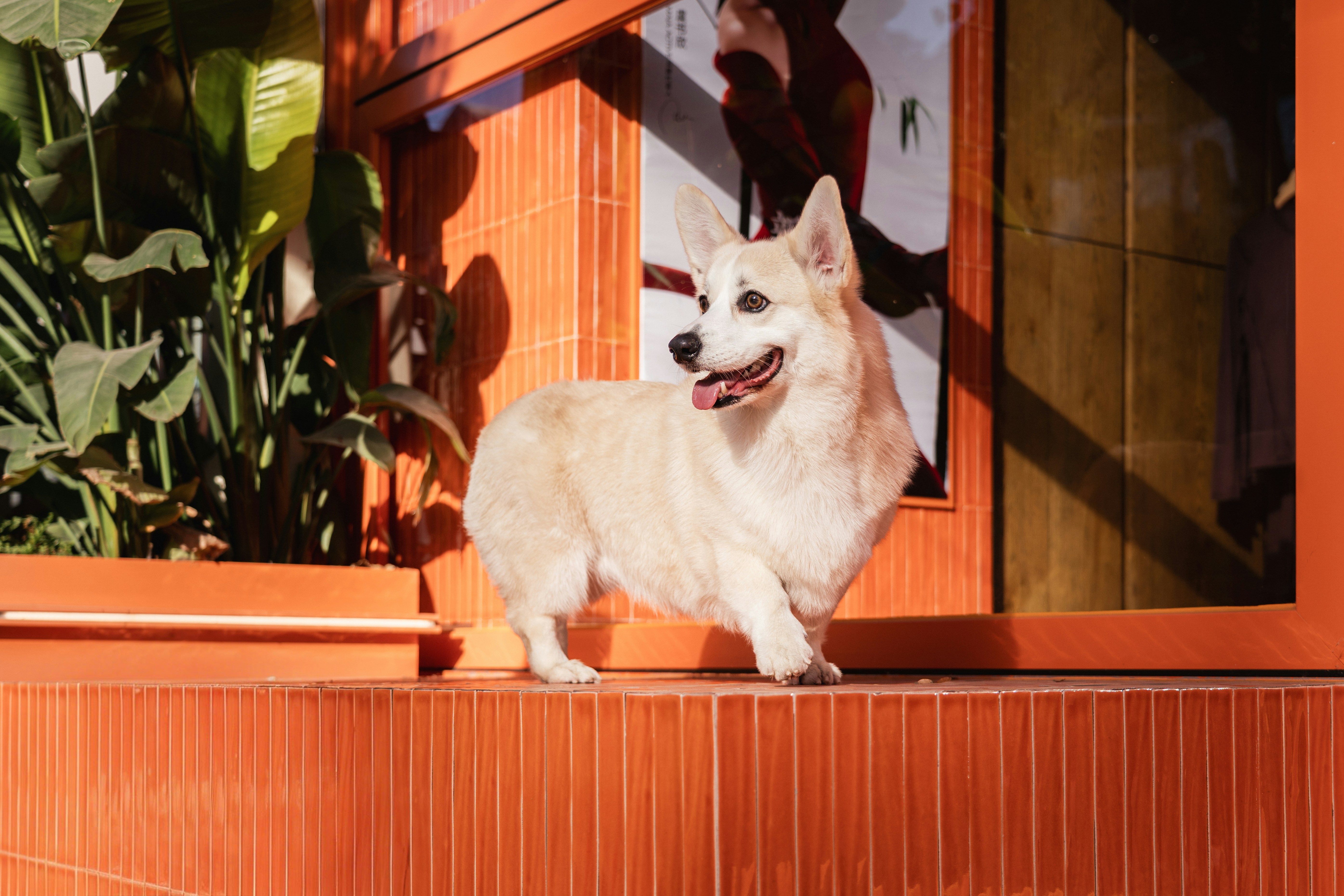 A corgi stands on an orange tiled surface.