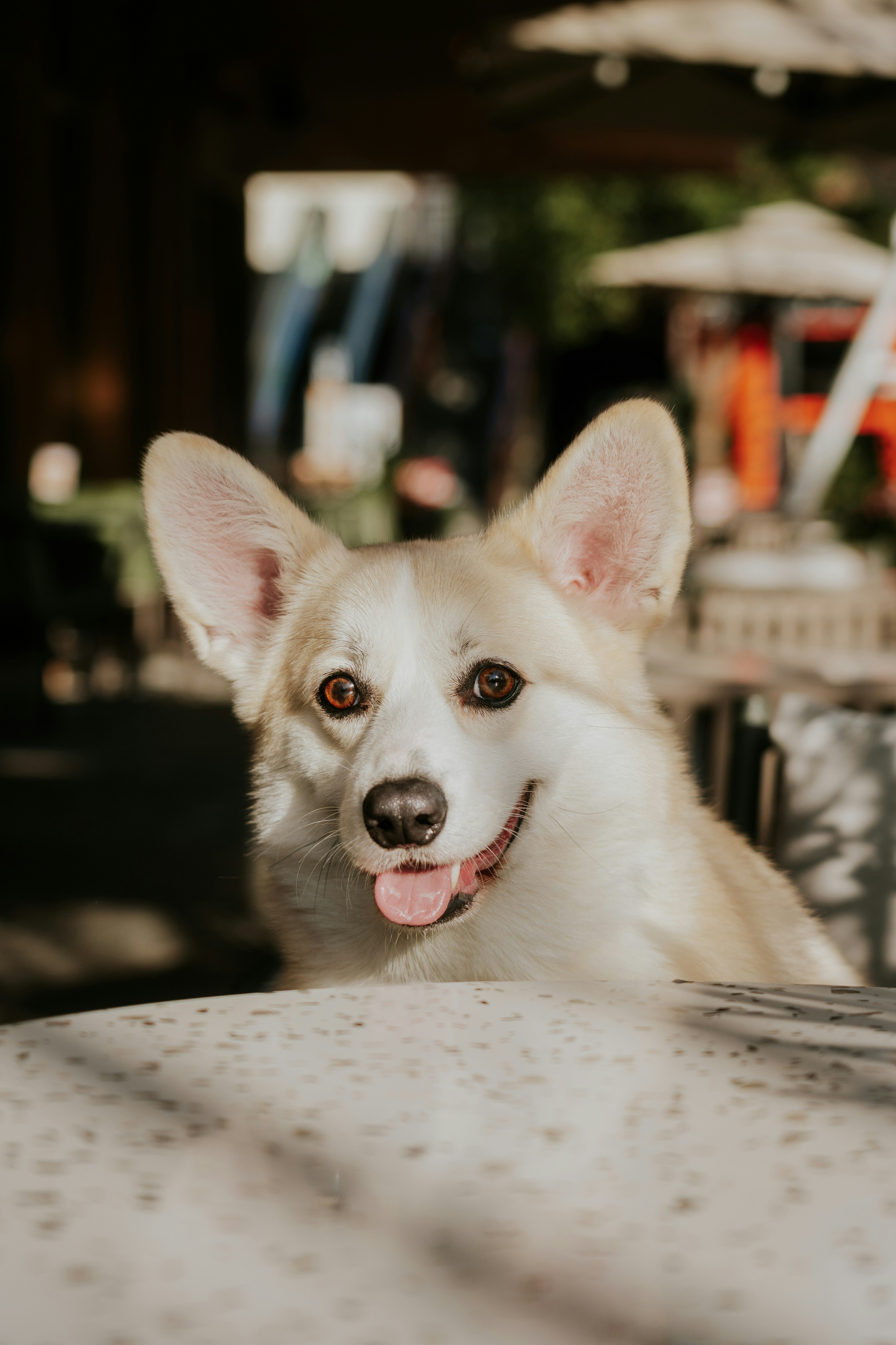 A happy corgi sits at a table outdoors