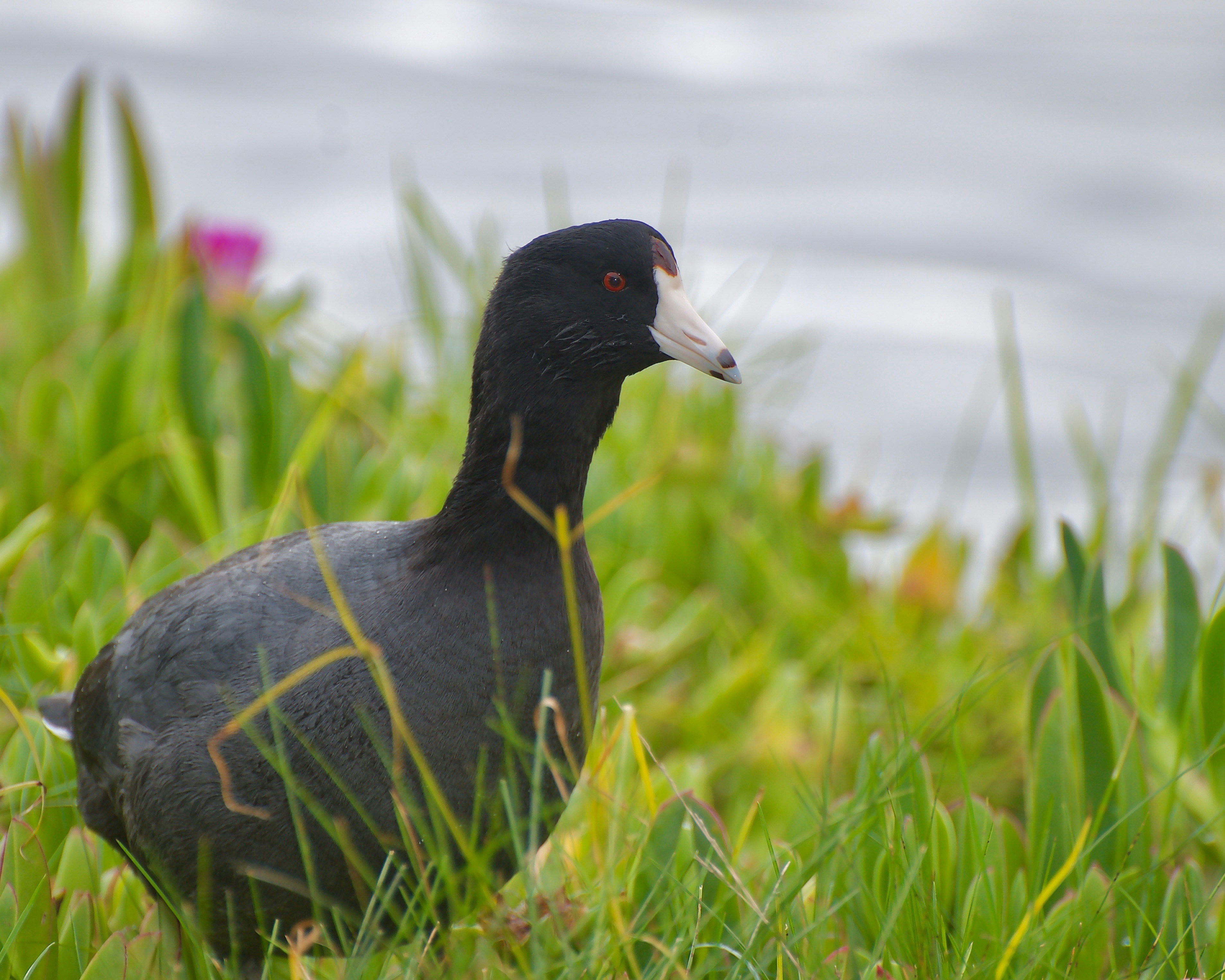 Ein Schwarzer Blässhühner steht im grünen Gras in Wassernähe.