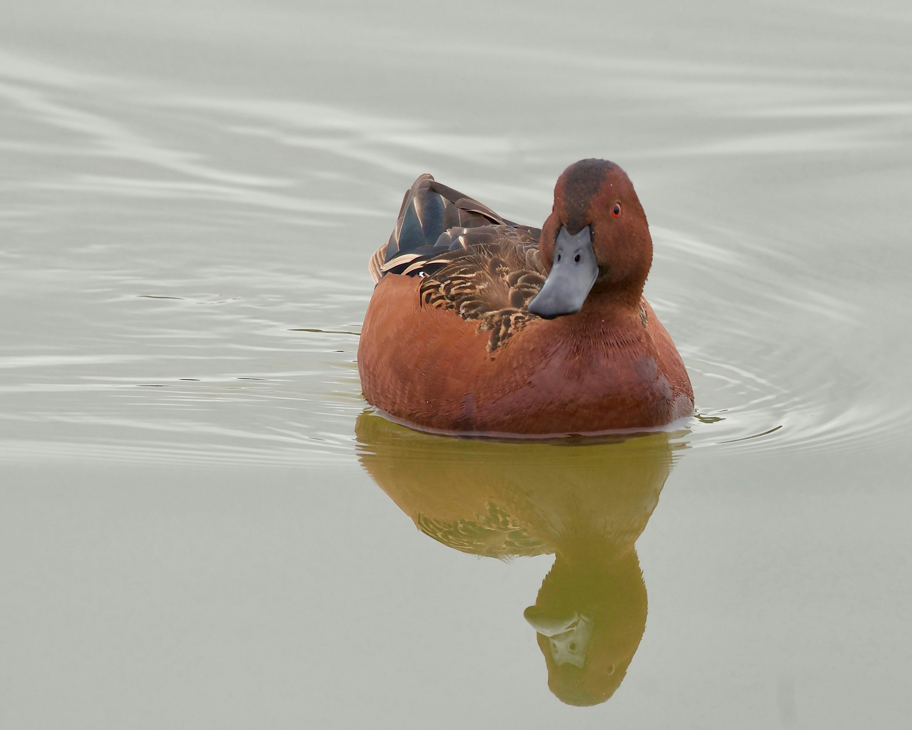 Eine rötlich-braune Ente treibt auf ruhigem Wasser.
