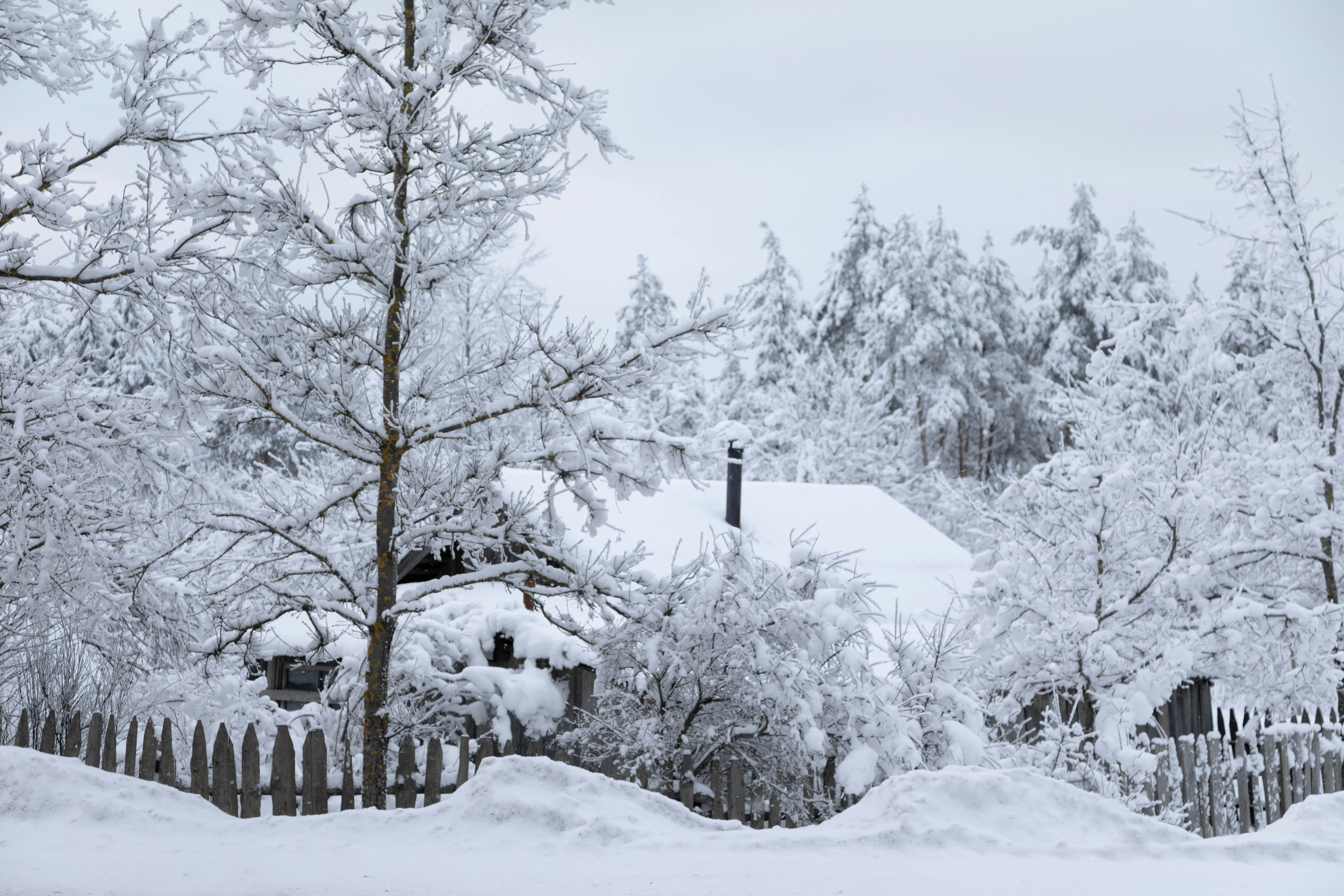 Snow-covered village with trees and fence