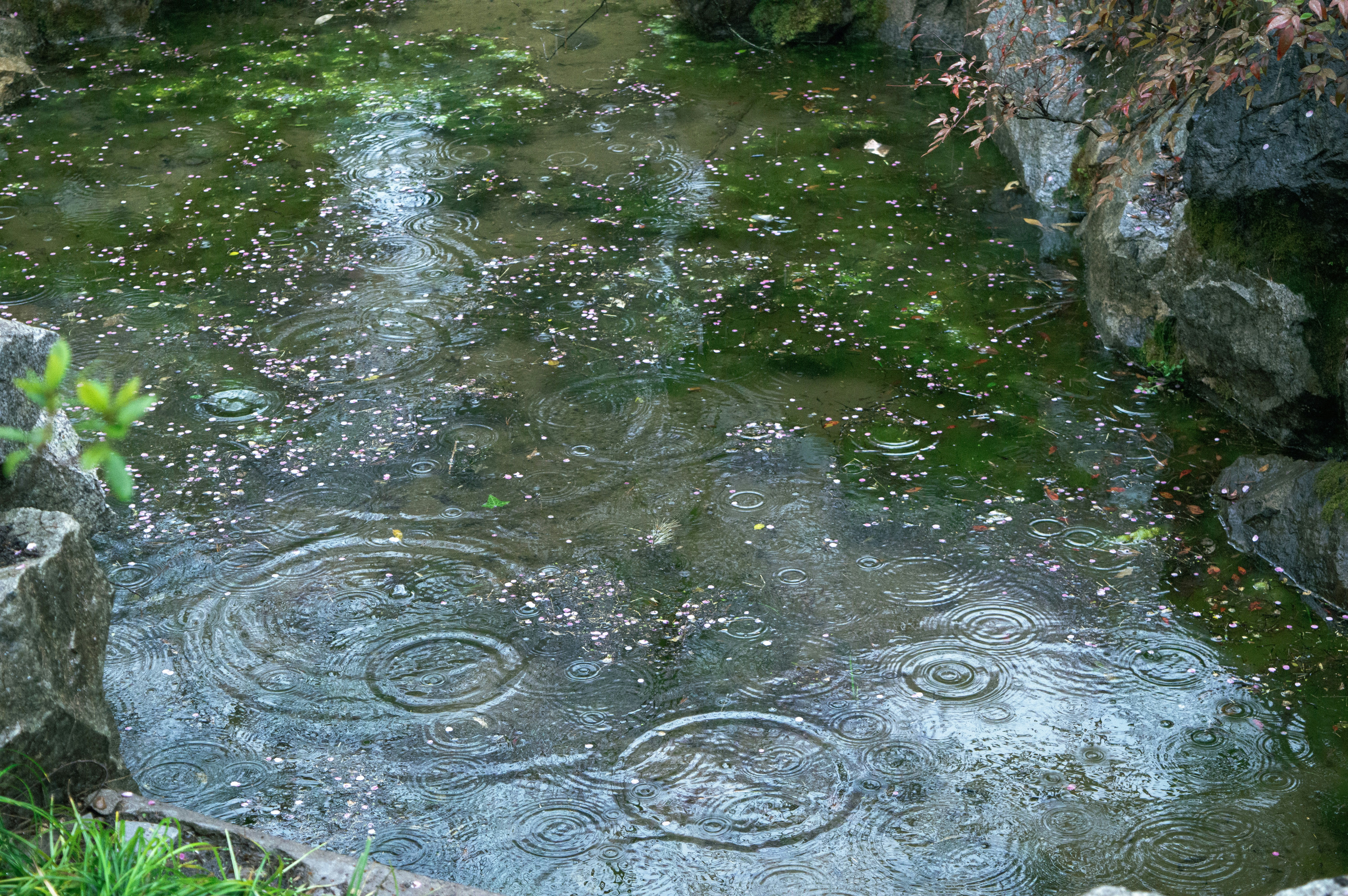 Raindrops creating ripples on a pond surface.