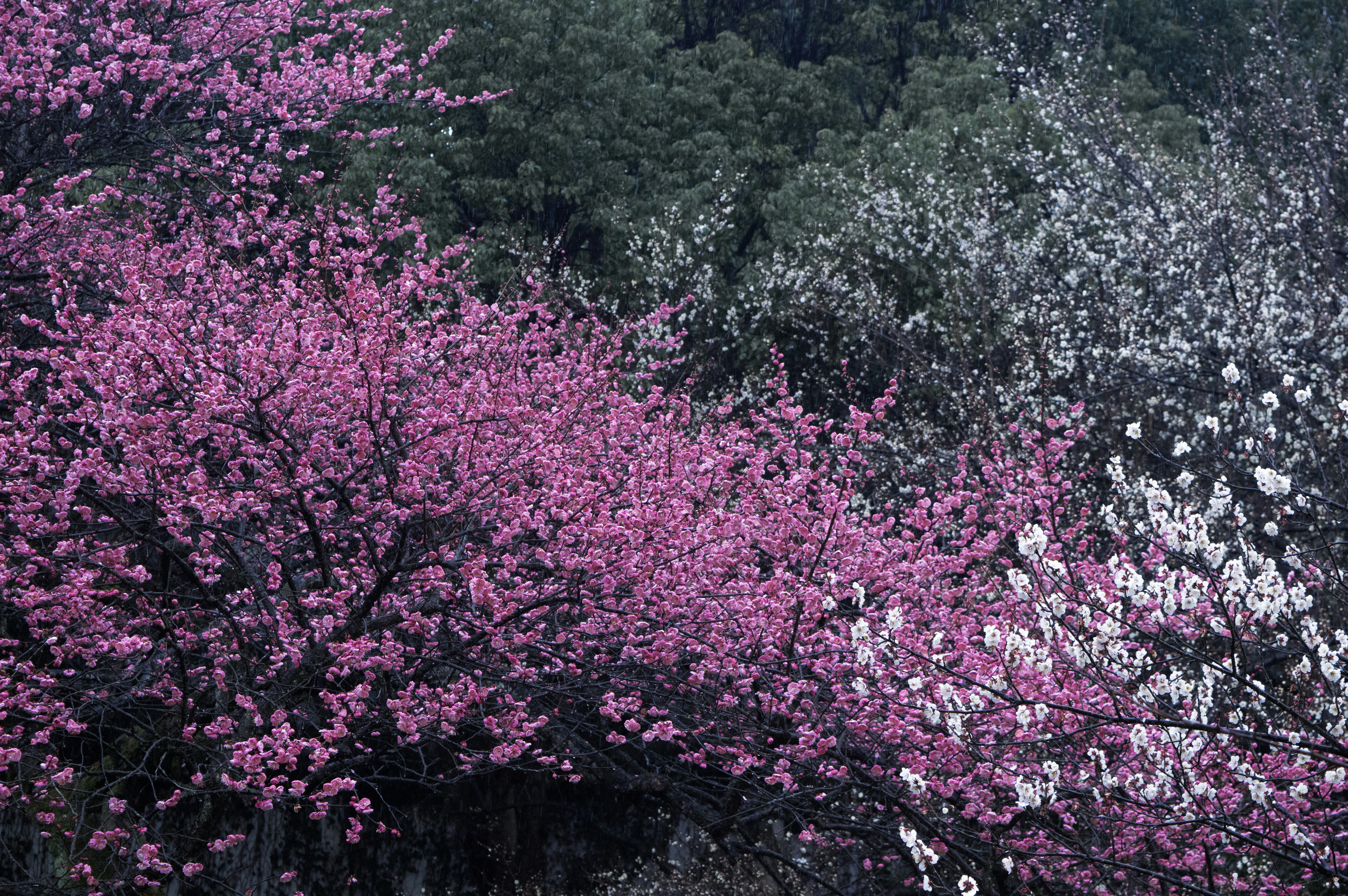 Photo by xiakuangkuang