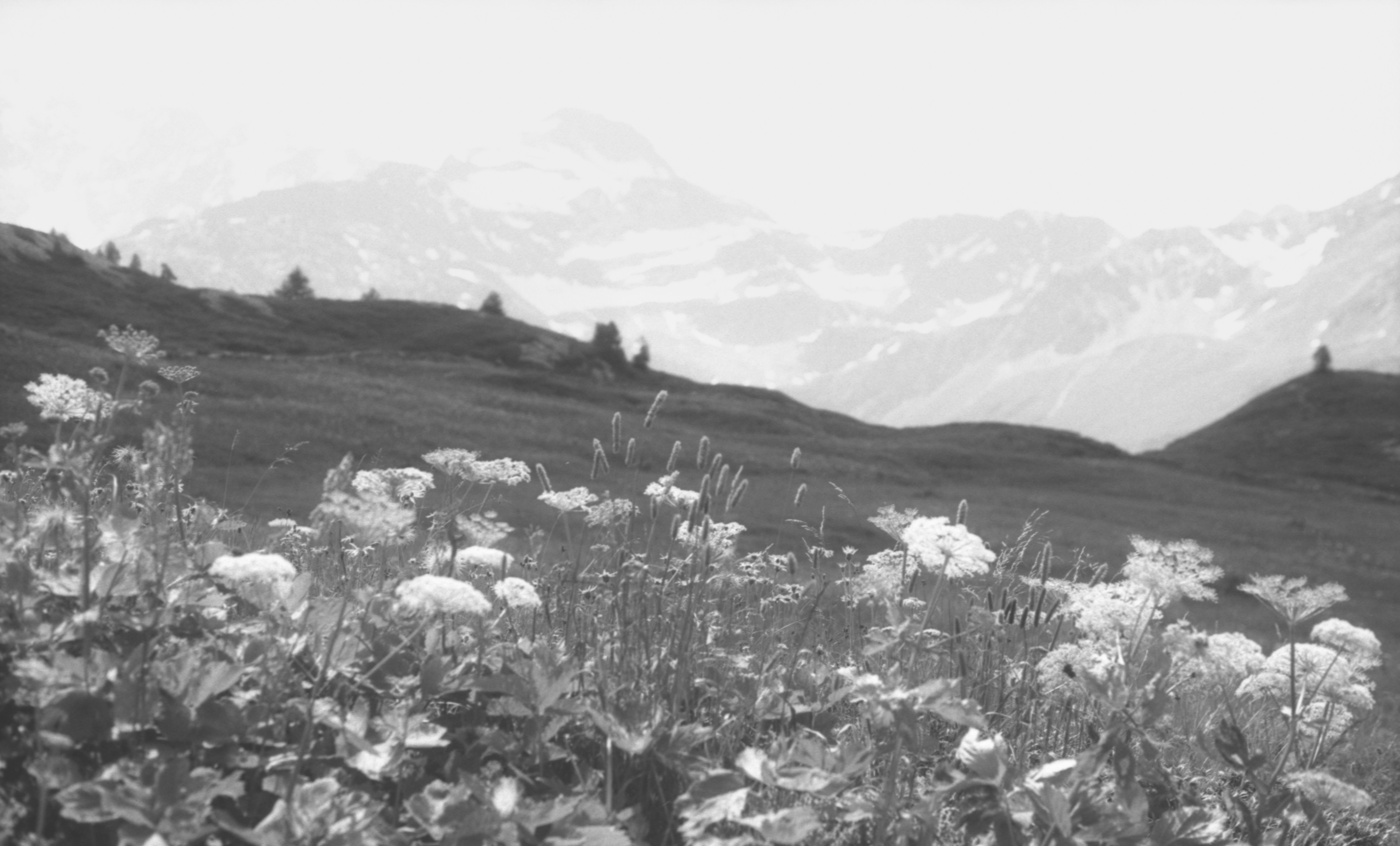 Wildflowers bloom on a grassy hillside with mountains beyond
