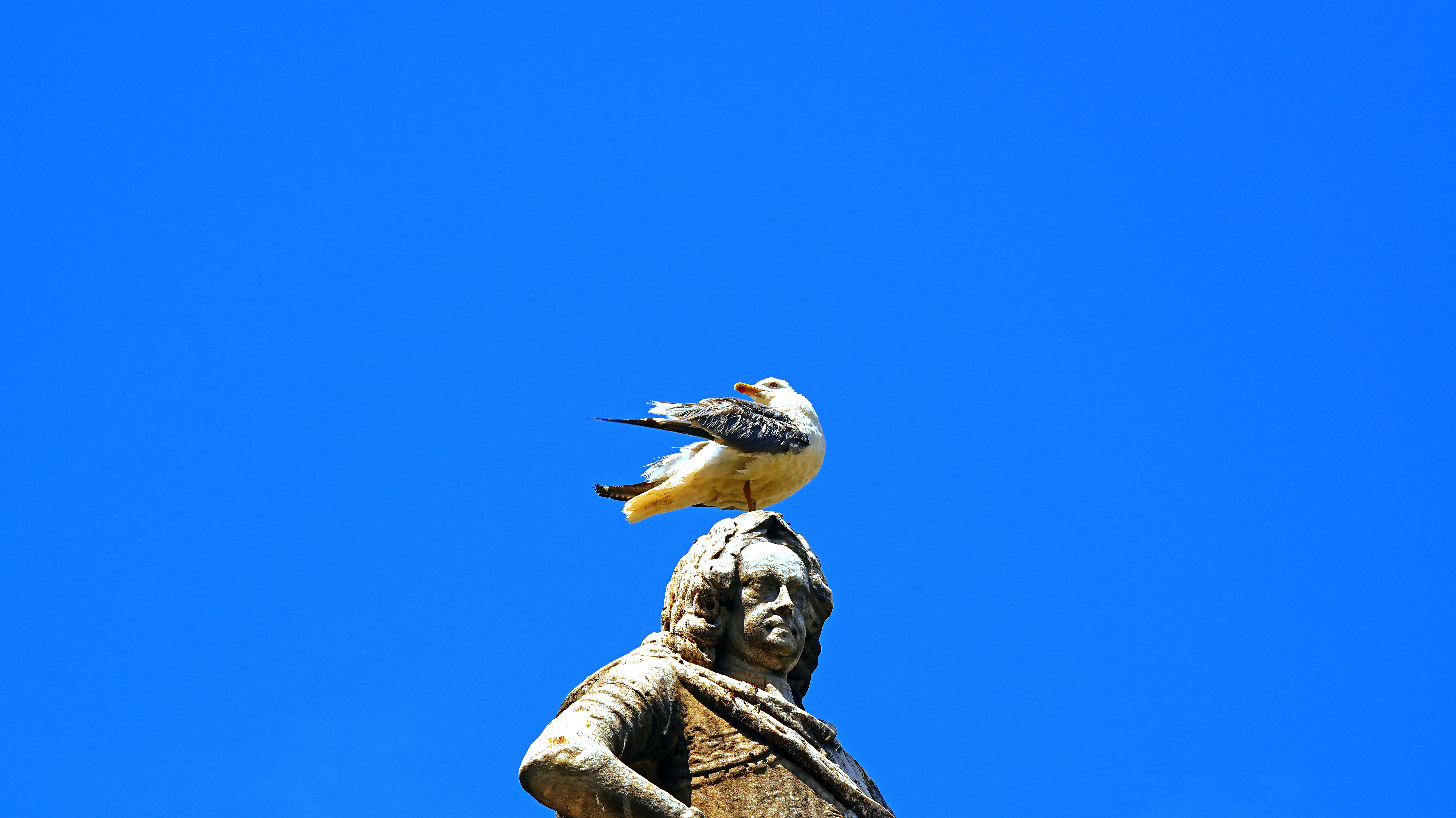 Eine Möwe, die auf einer Statue gegen einen blauen Himmel thronte.