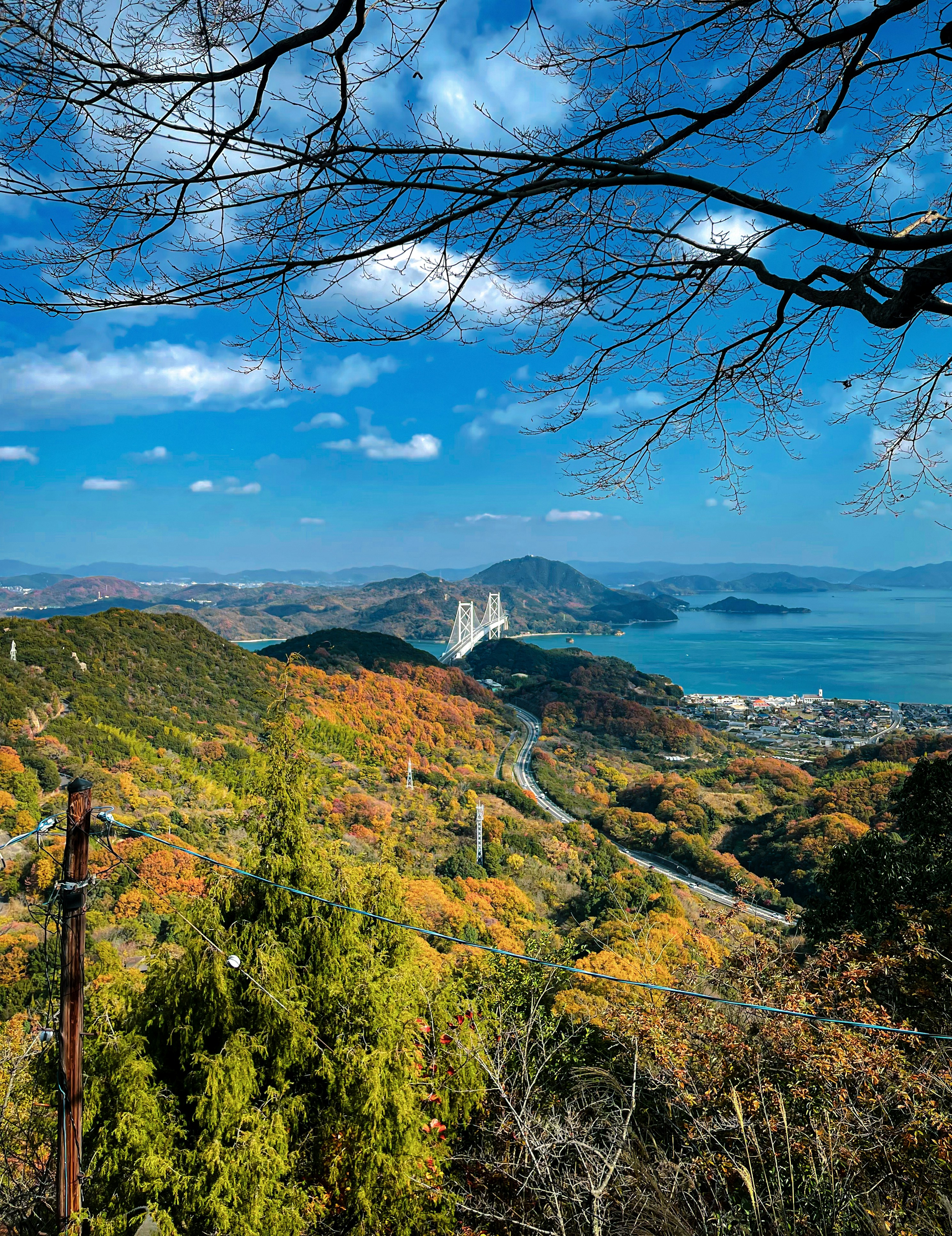 Autumn trees overlook a bay with a distant bridge
