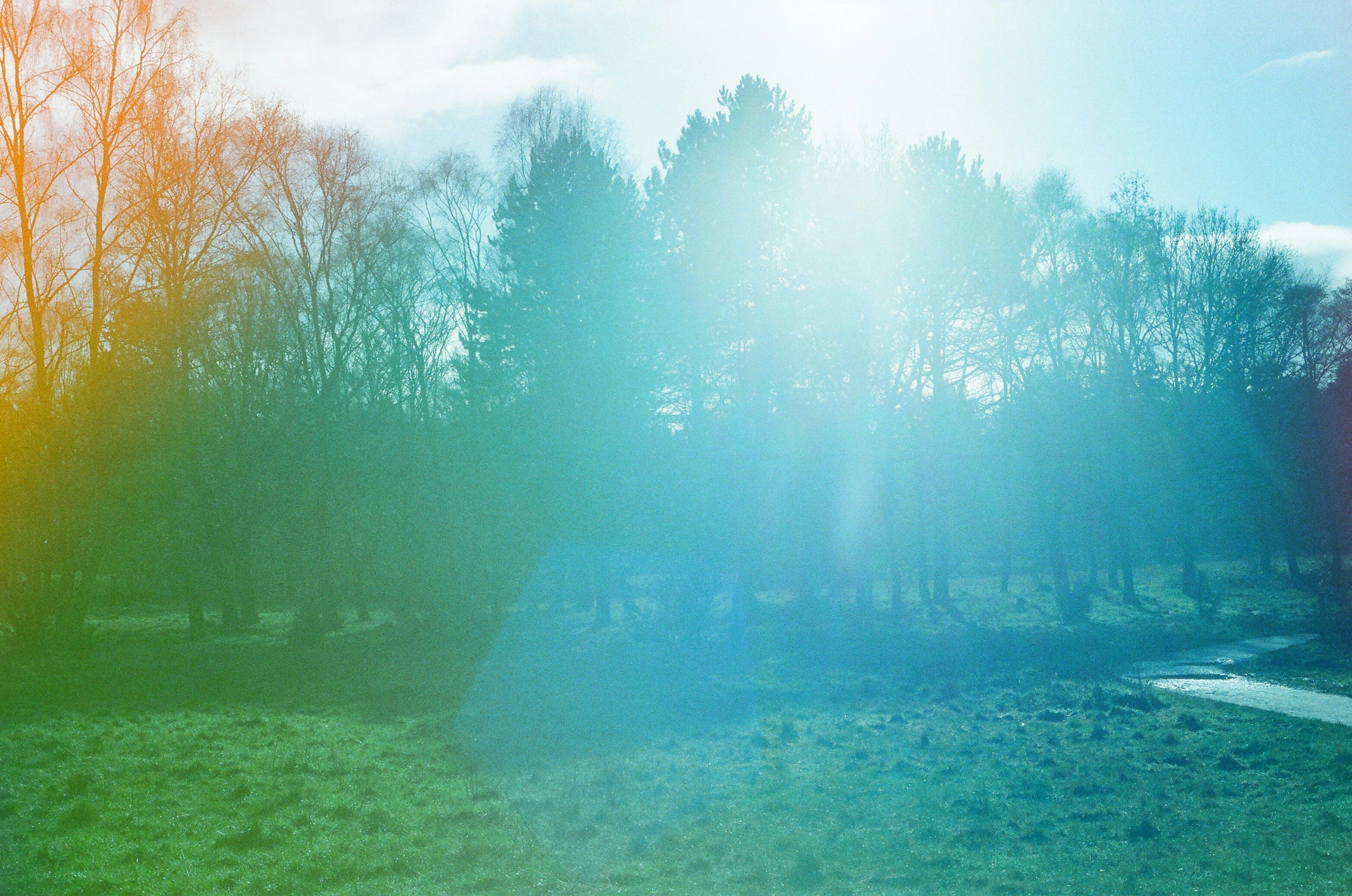 Sunlight streams through trees in a colorful landscape.