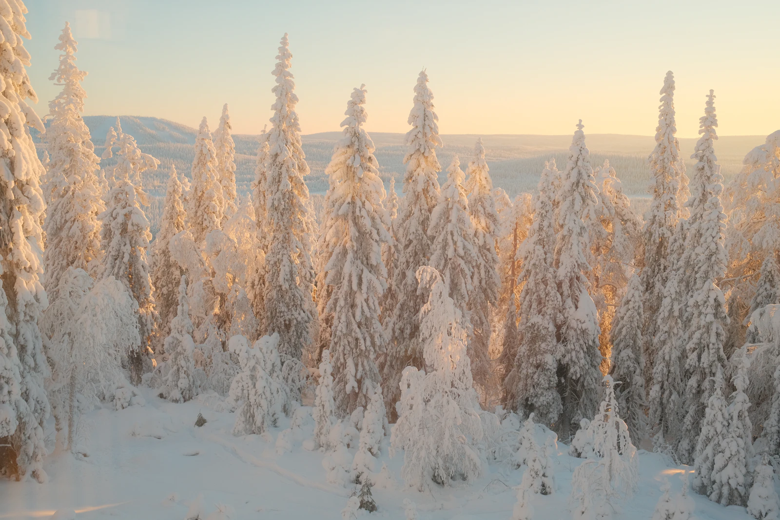 Snow-covered pine trees in a quiet winter forest at sunrise