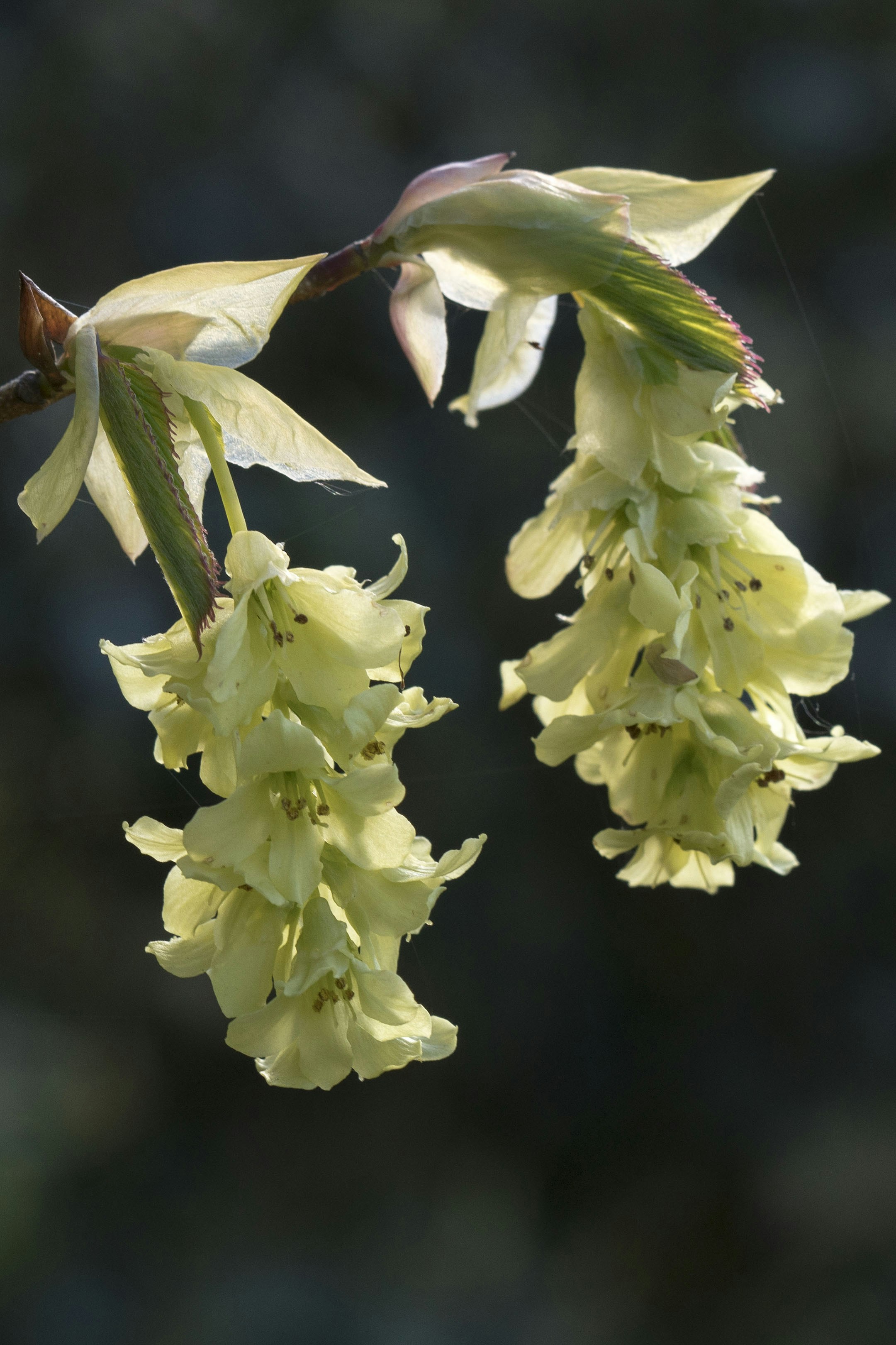 Delicate pale yellow flowers hang from a branch.