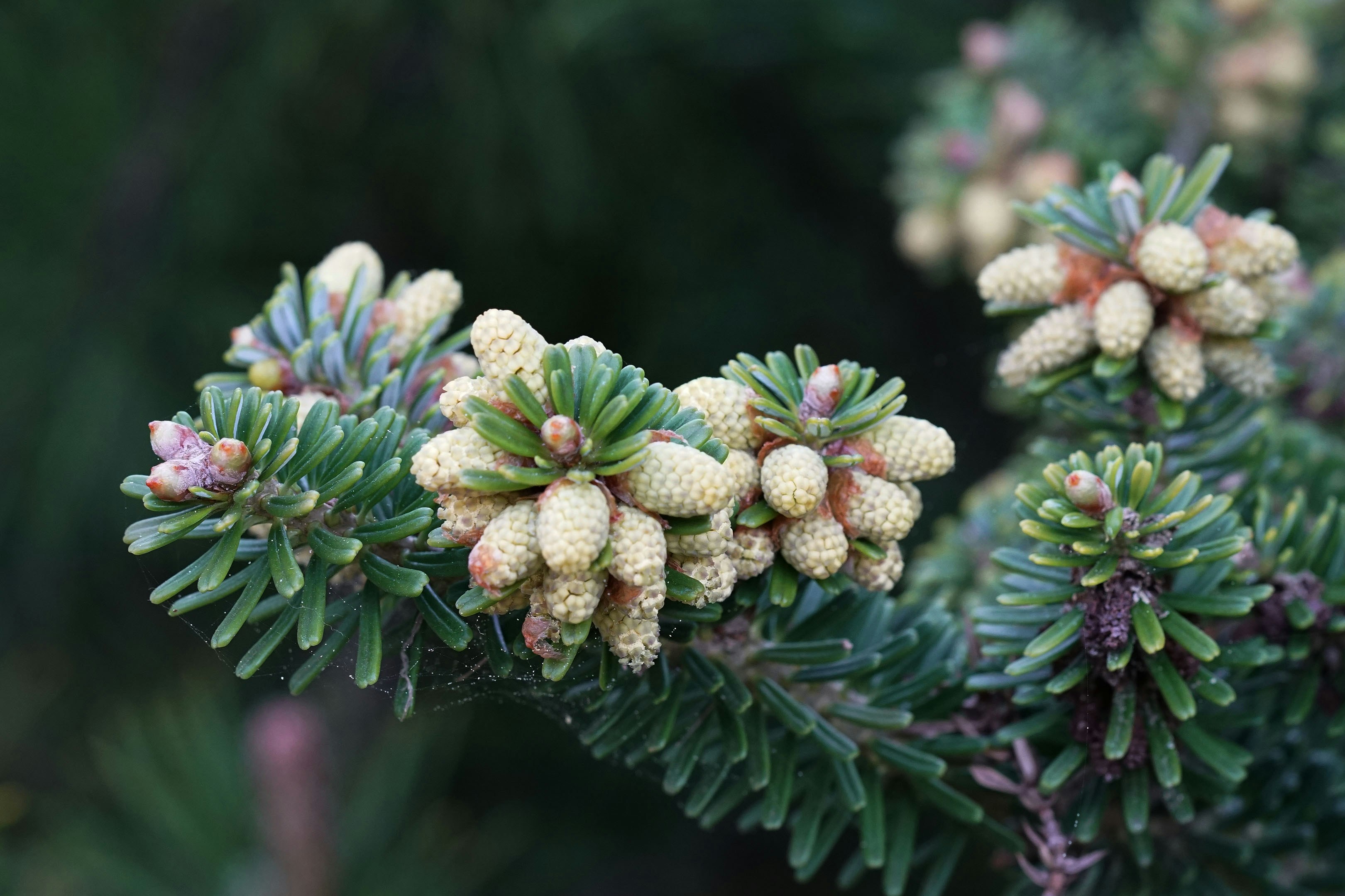 Close-up of young pine cones on a spruce branch