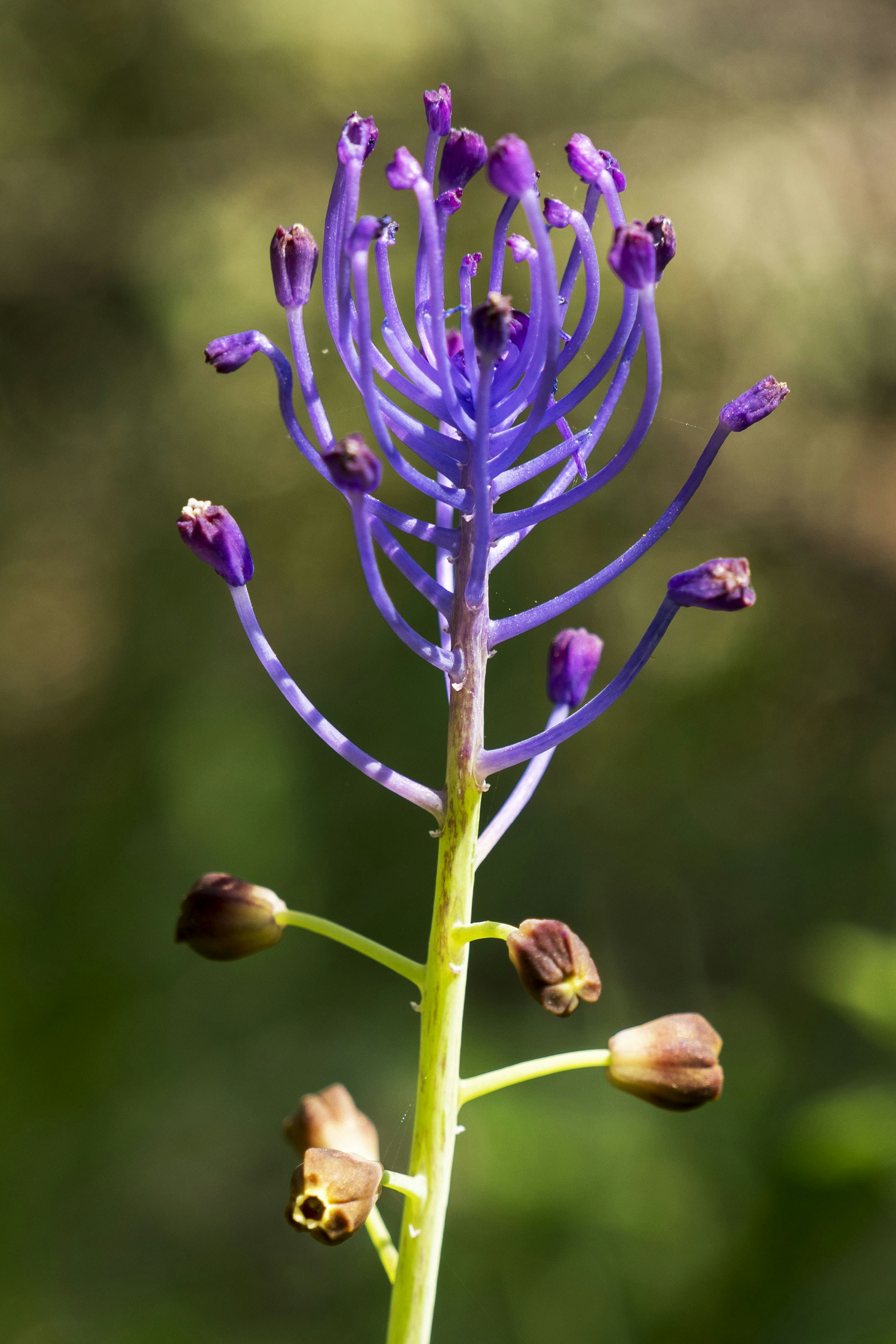 A close-up of a purple grape hyacinth flower.