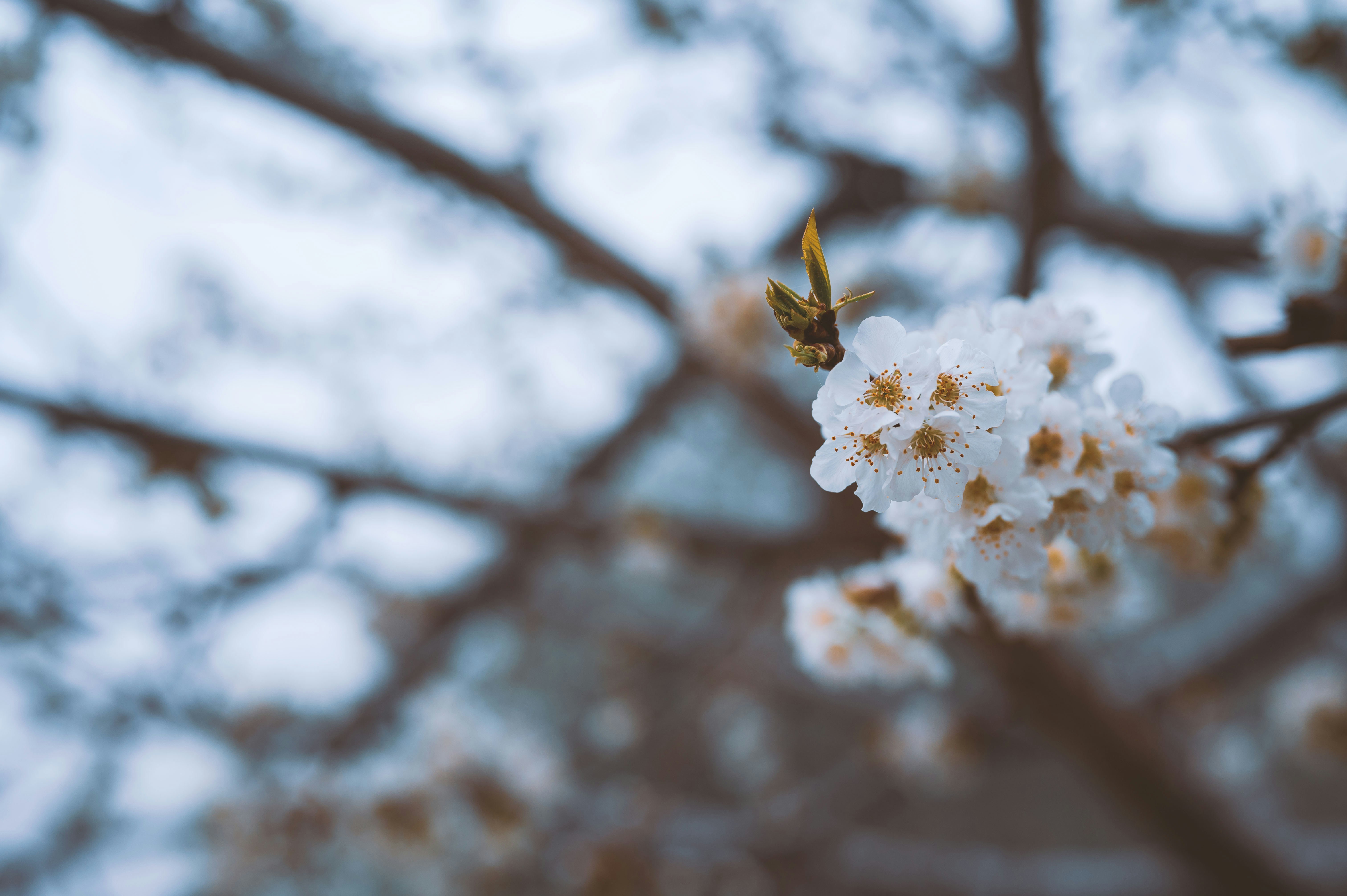 Delicate white blossoms on a tree branch
