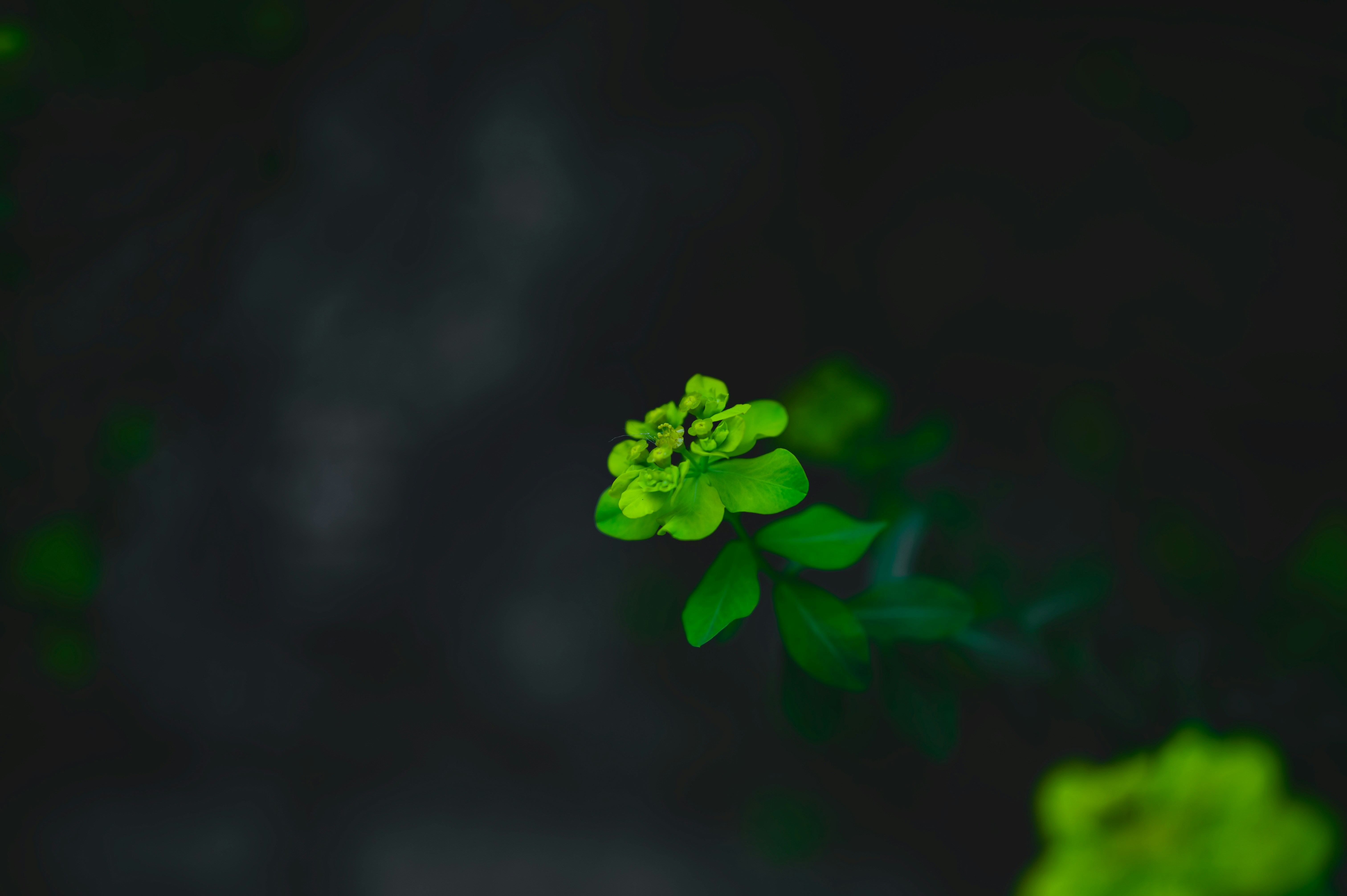 A small green bud on a dark background.