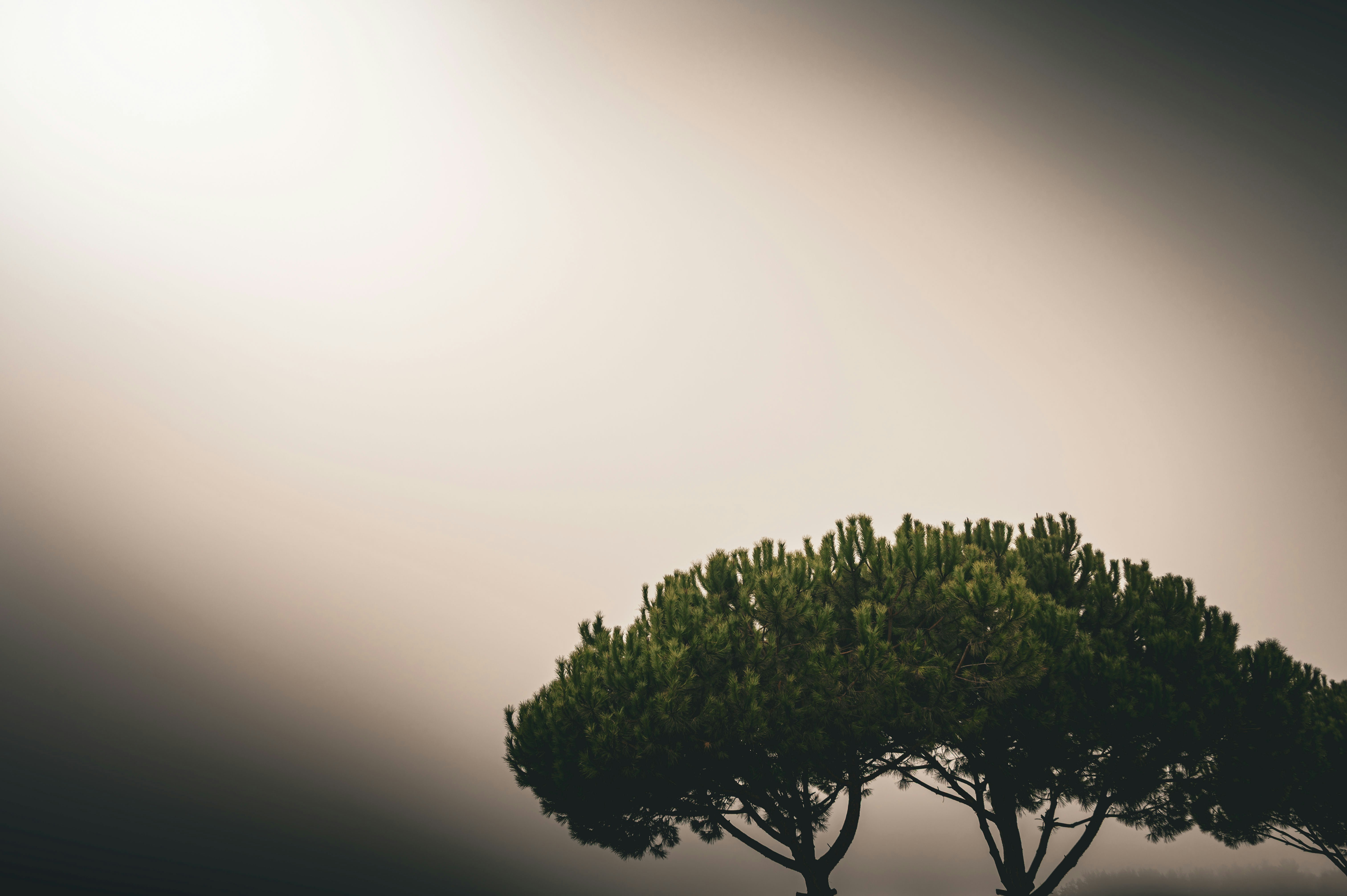 A solitary green tree against a muted background.