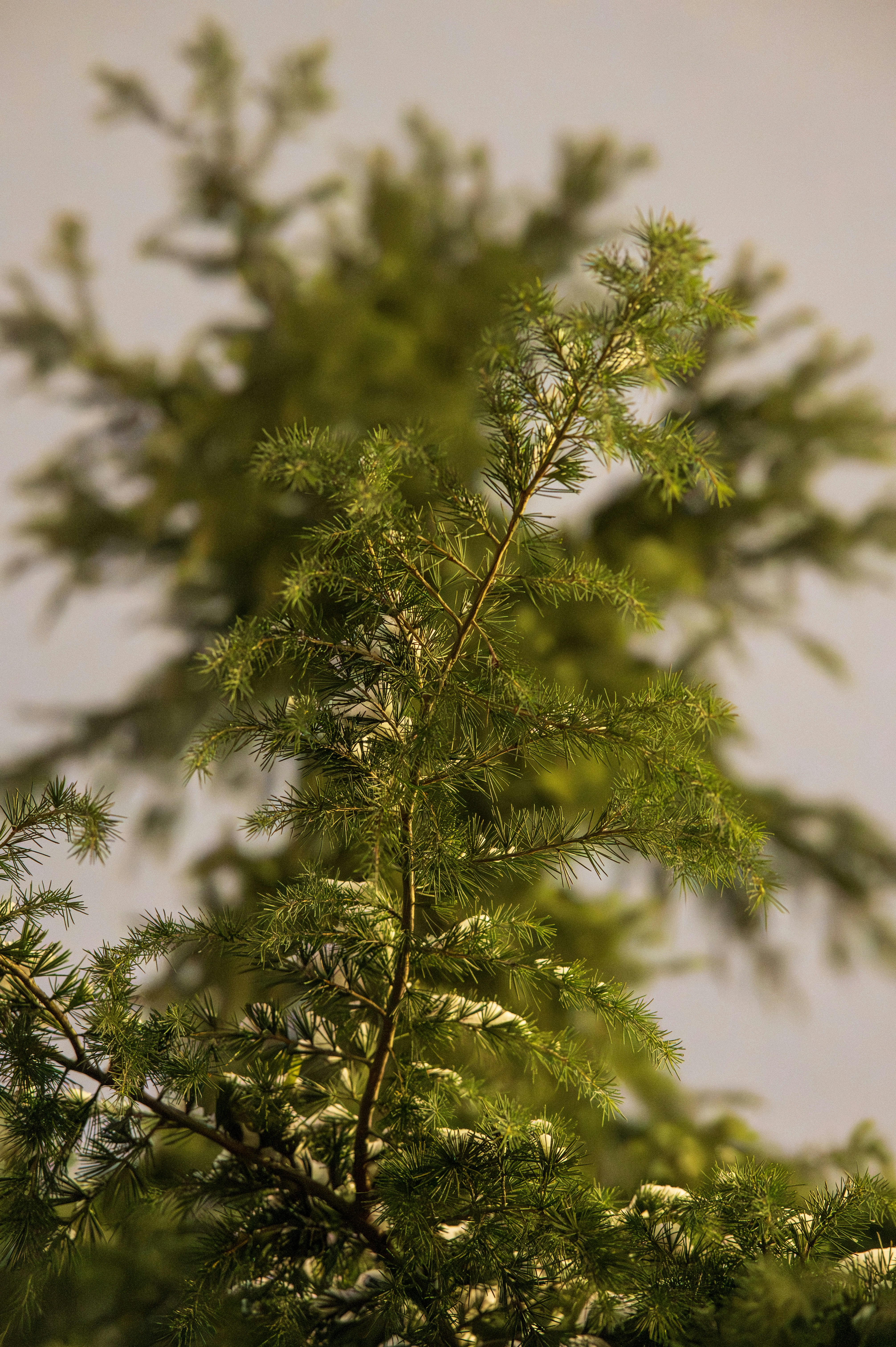 薄く雪が積もった緑の松の枝。