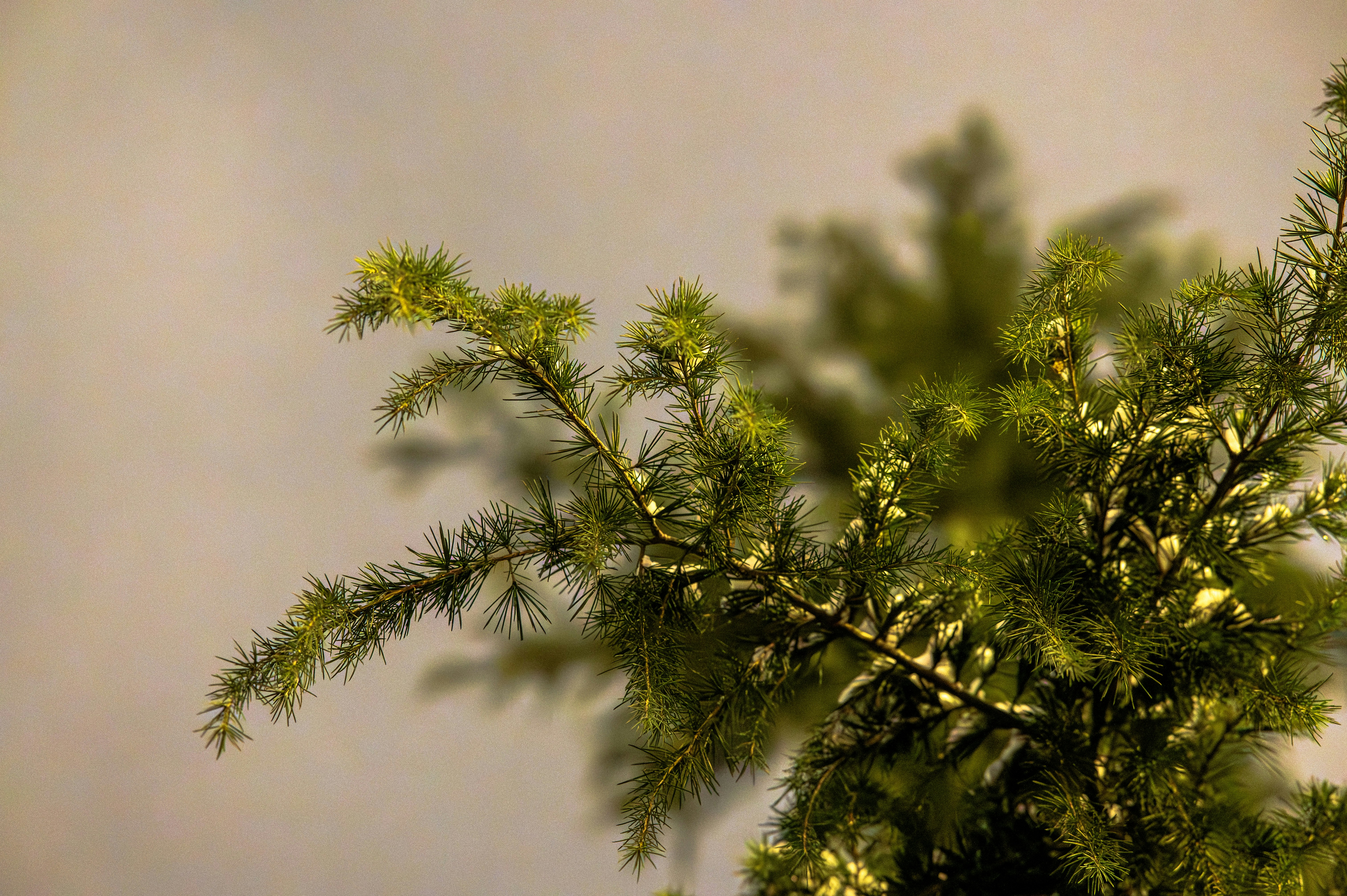 小さな芽のある緑松の枝のクローズアップ。