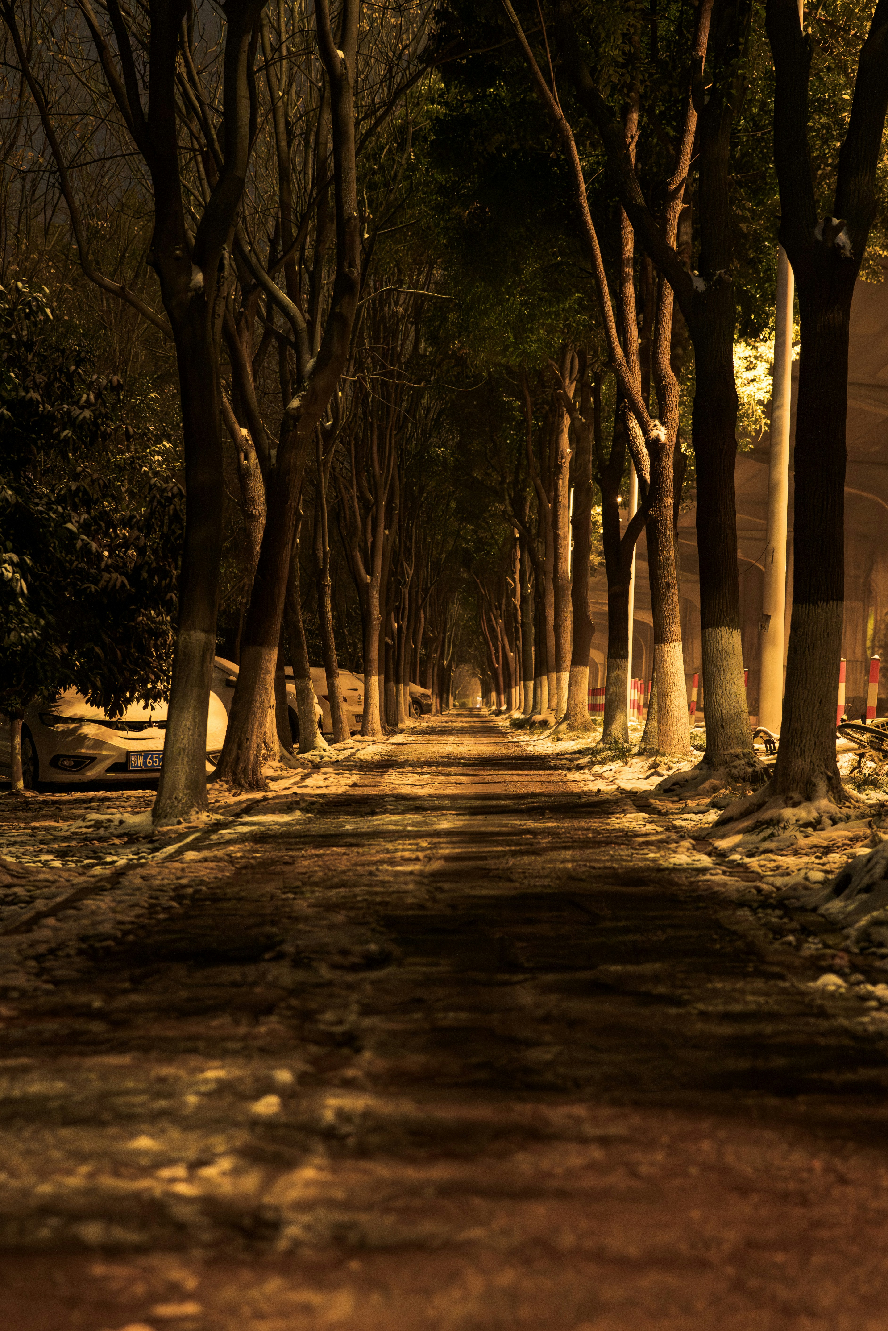 夜になると木々が並ぶ薄暗い小道。