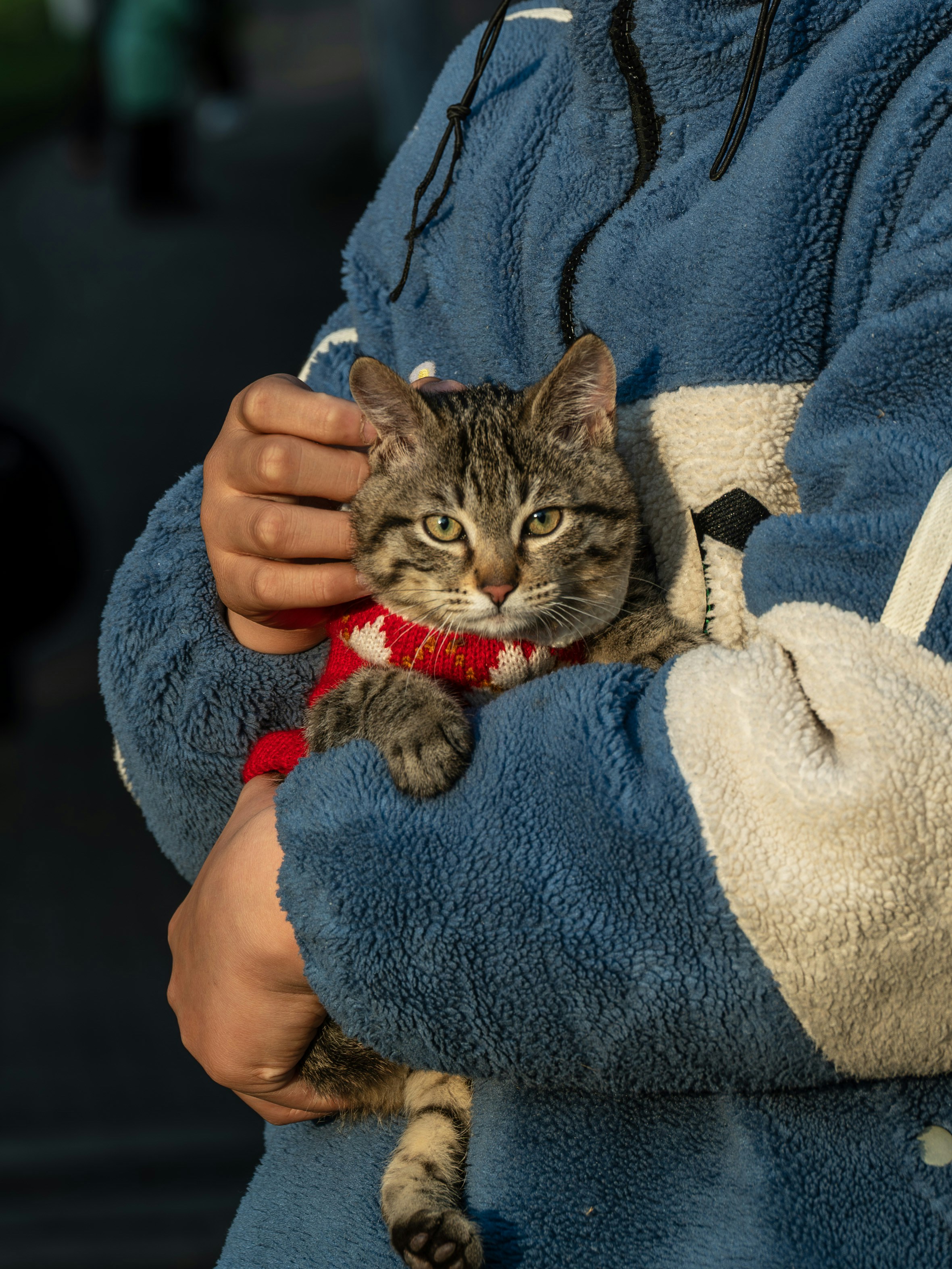赤いセーターを着た縞猫を抱えている人がいる