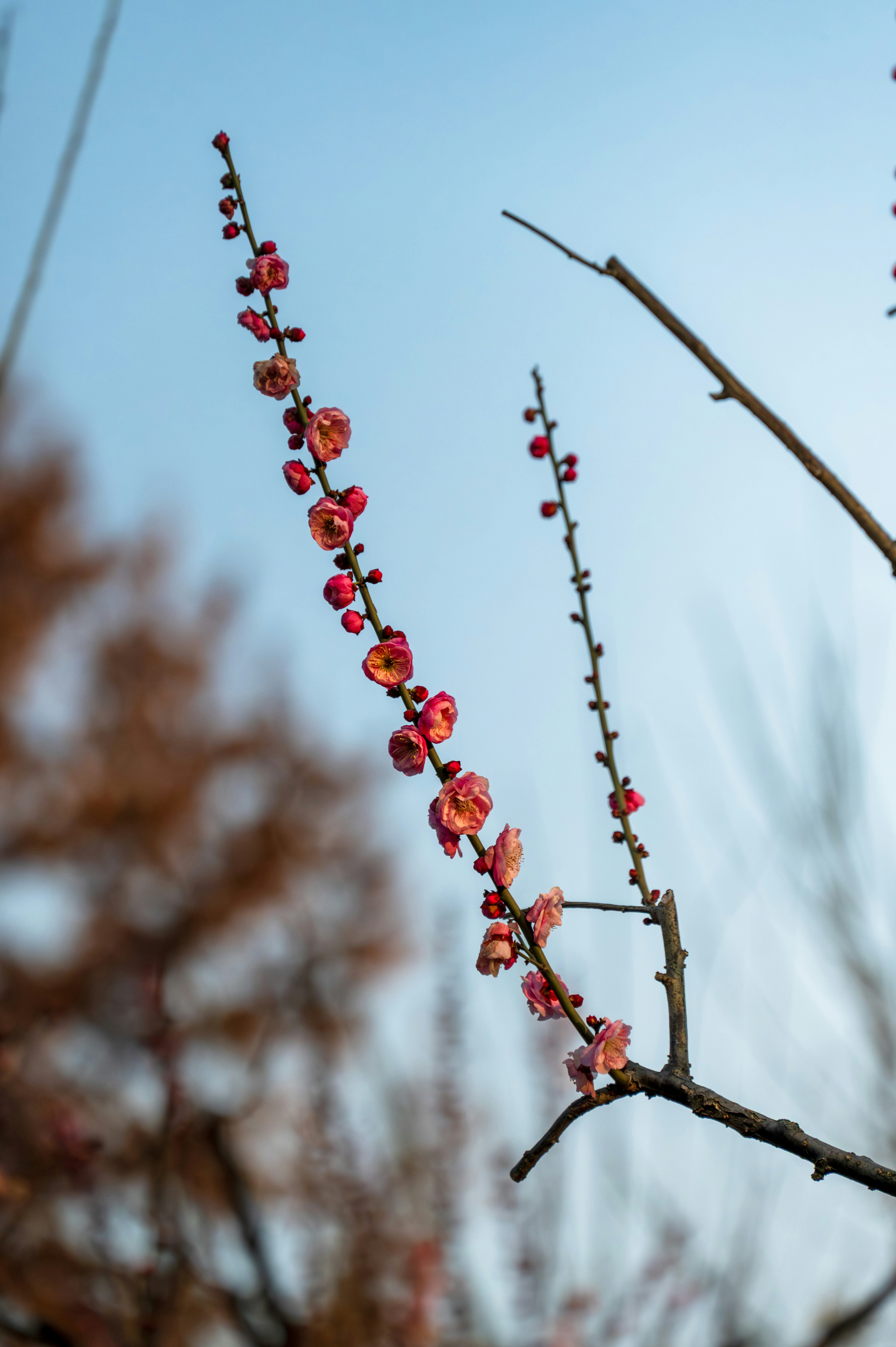 枝に咲く繊細なピンク色の梅の花