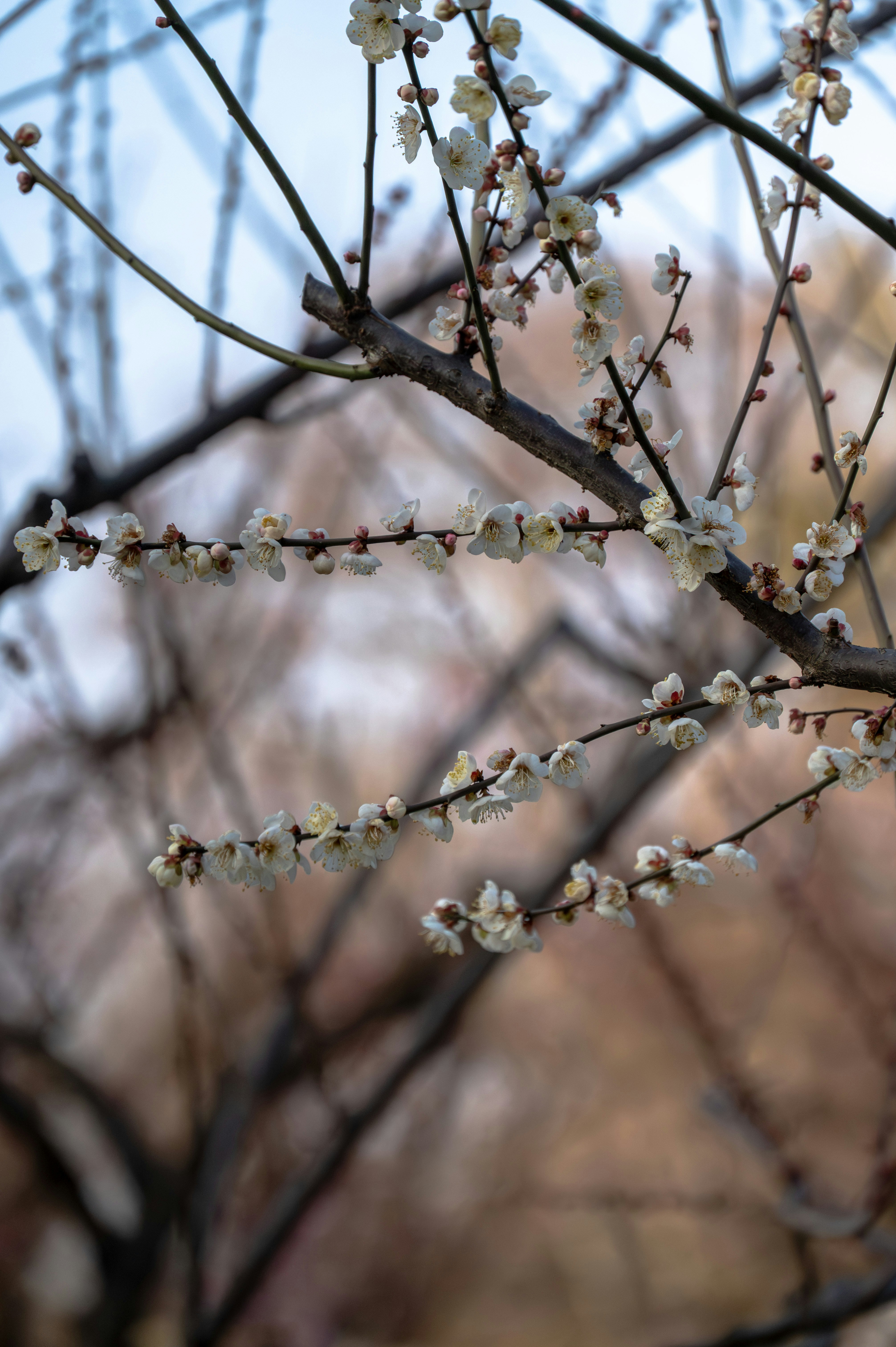裸の枝に咲く繊細な白い梅の花
