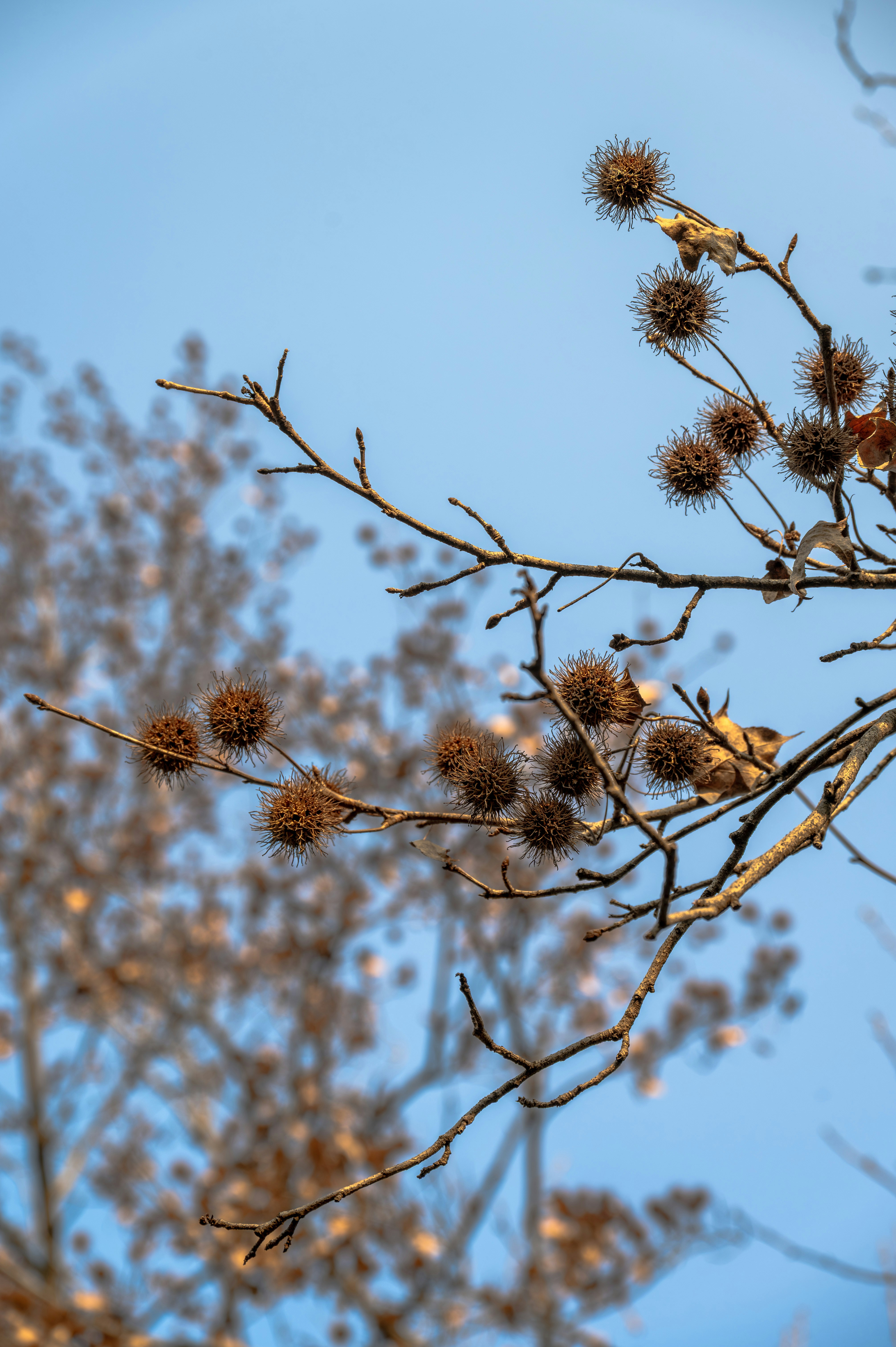 青空を背景に木の枝に付いた茶色くトゲトゲした種のさや。