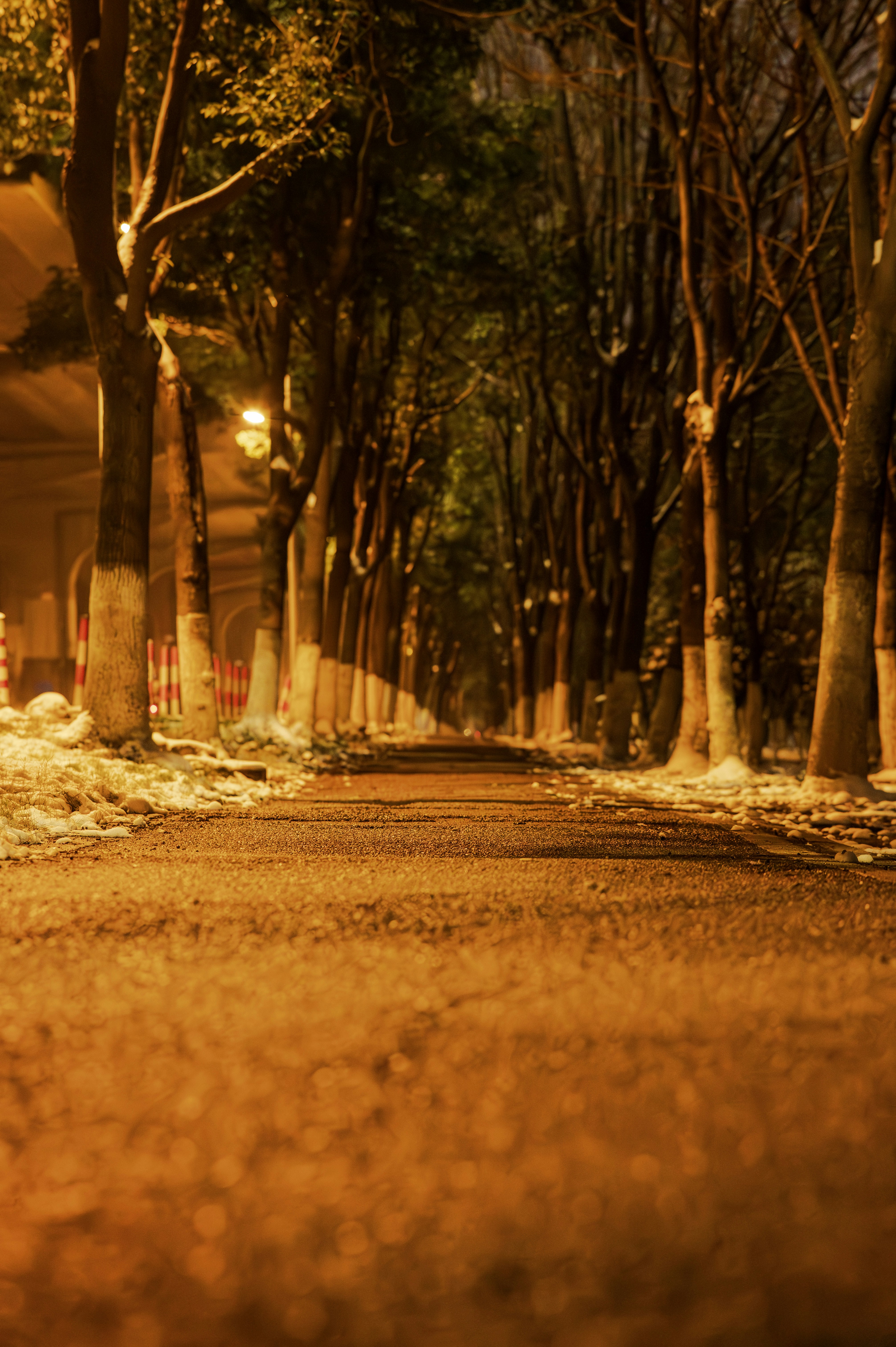 夜の木々に囲まれた小道、暖かな照明