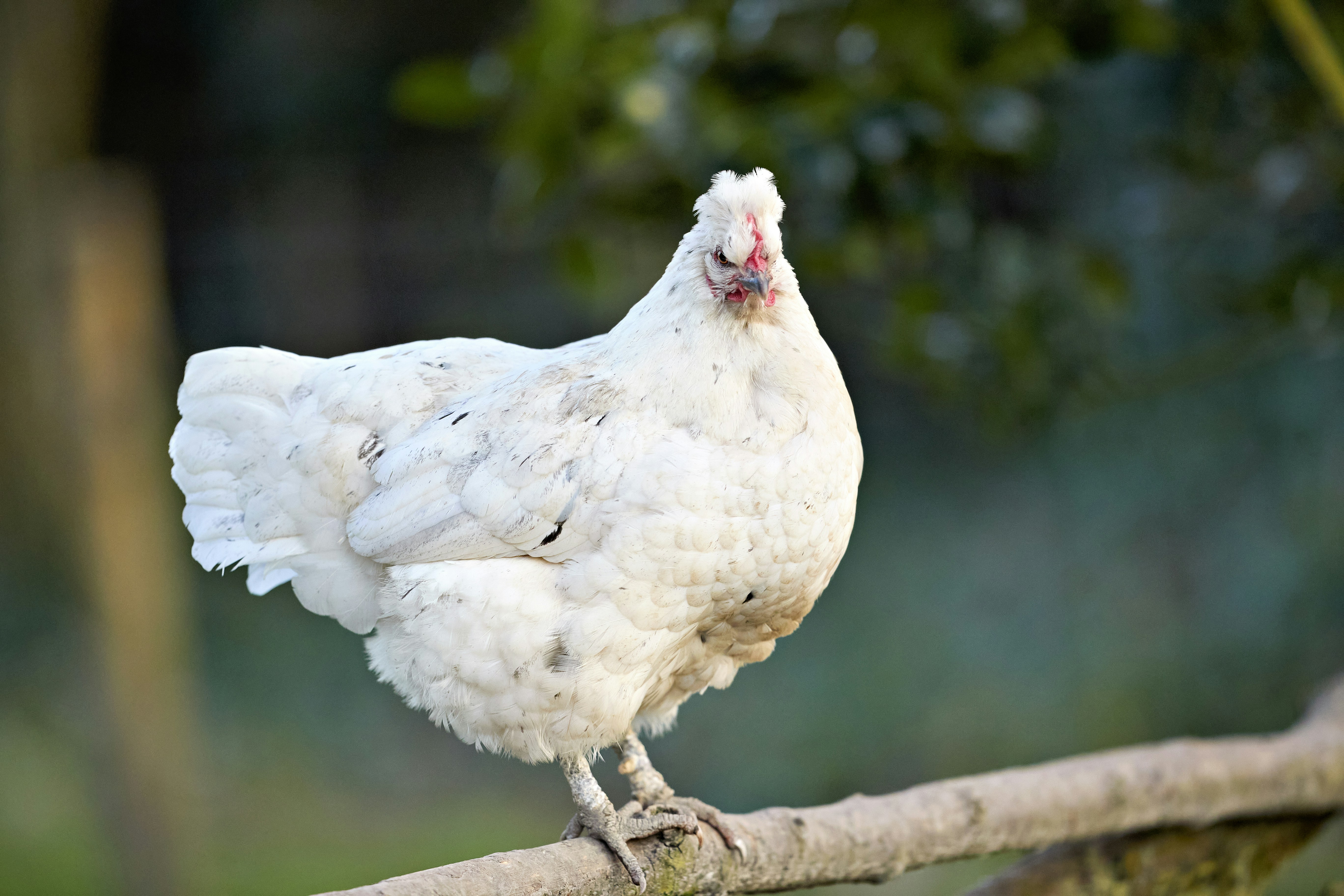 Photo by erwinbosman