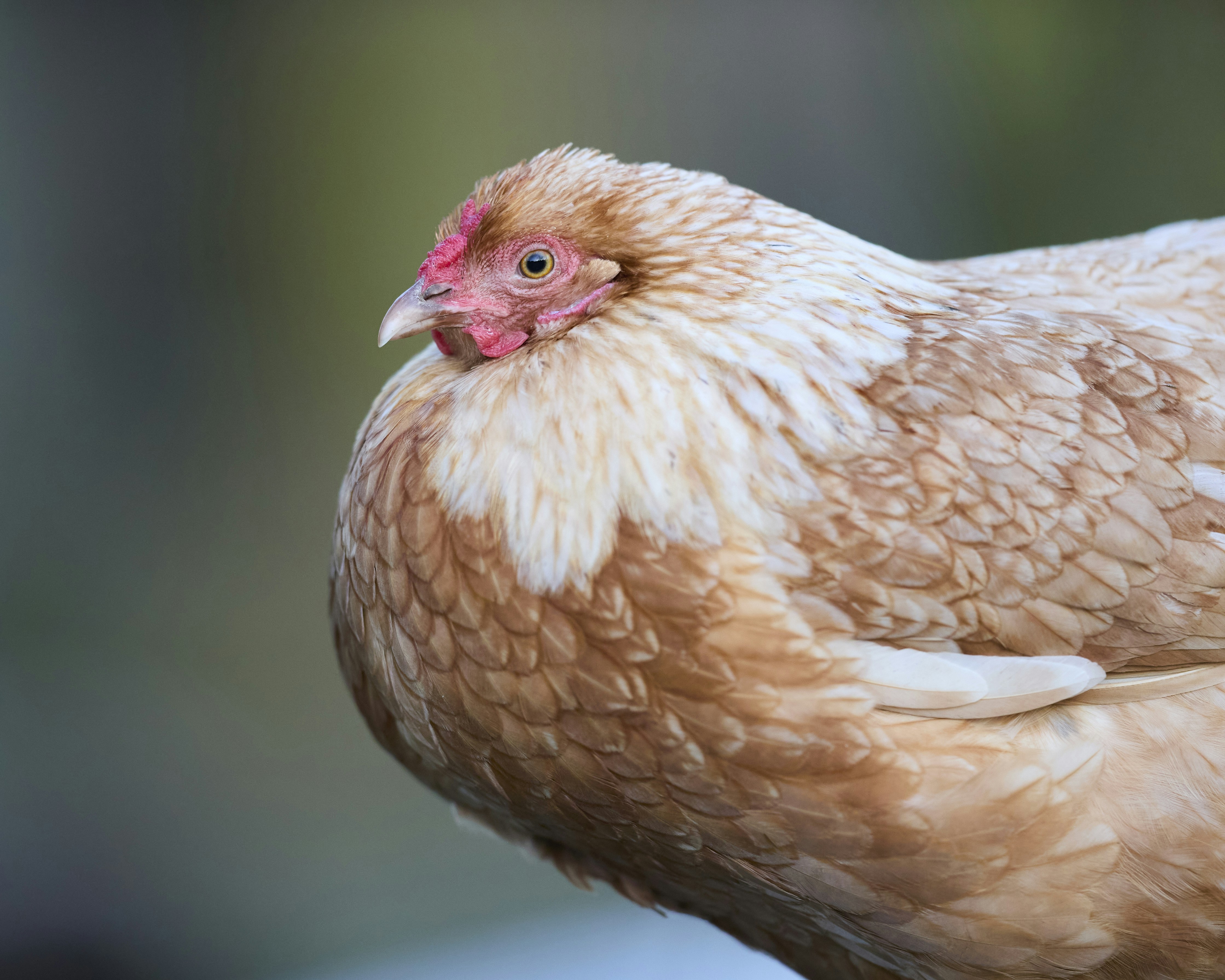 Photo by erwinbosman