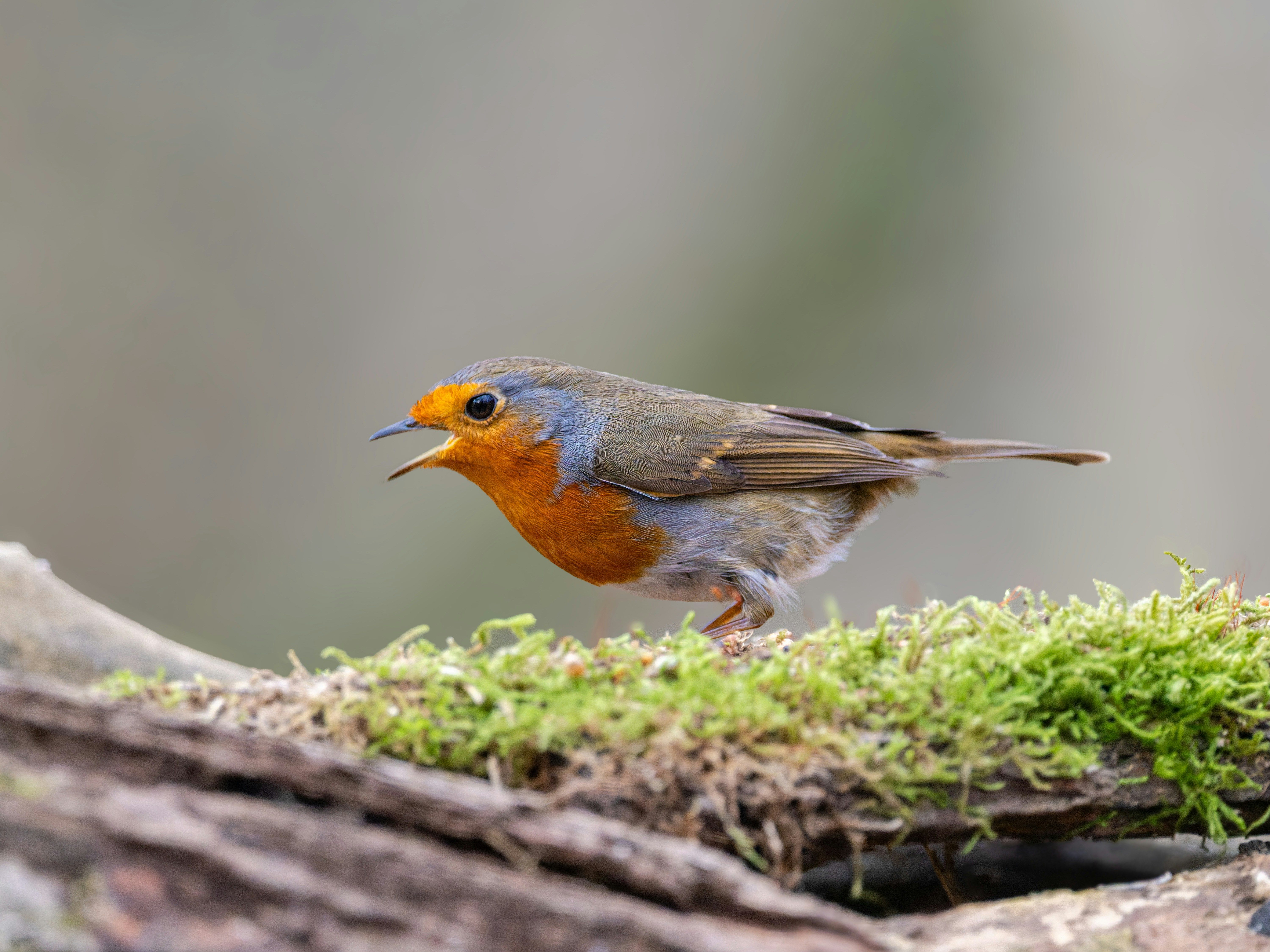A robin bird with orange chest perched on mossy branch