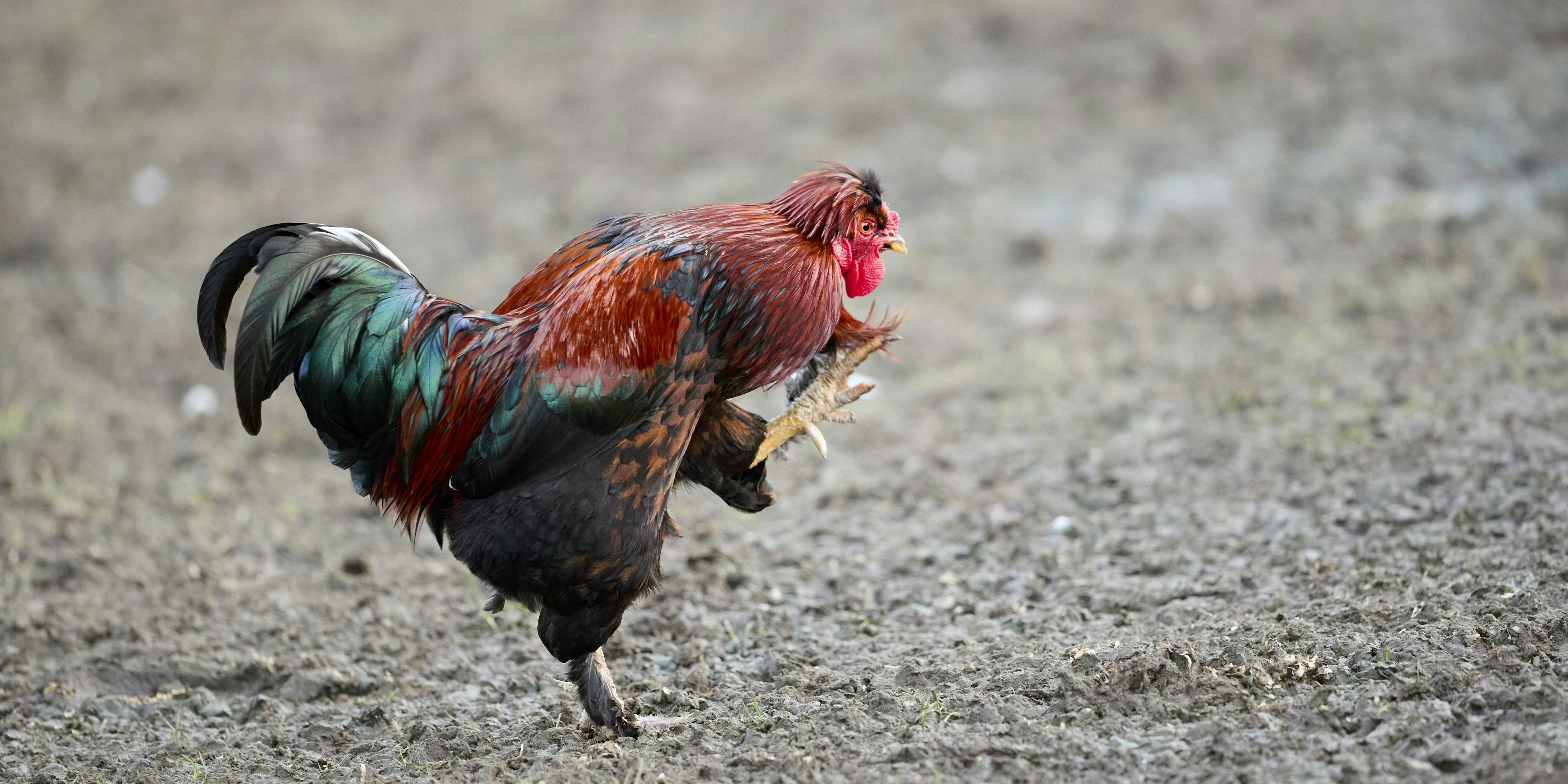 Photo by erwinbosman